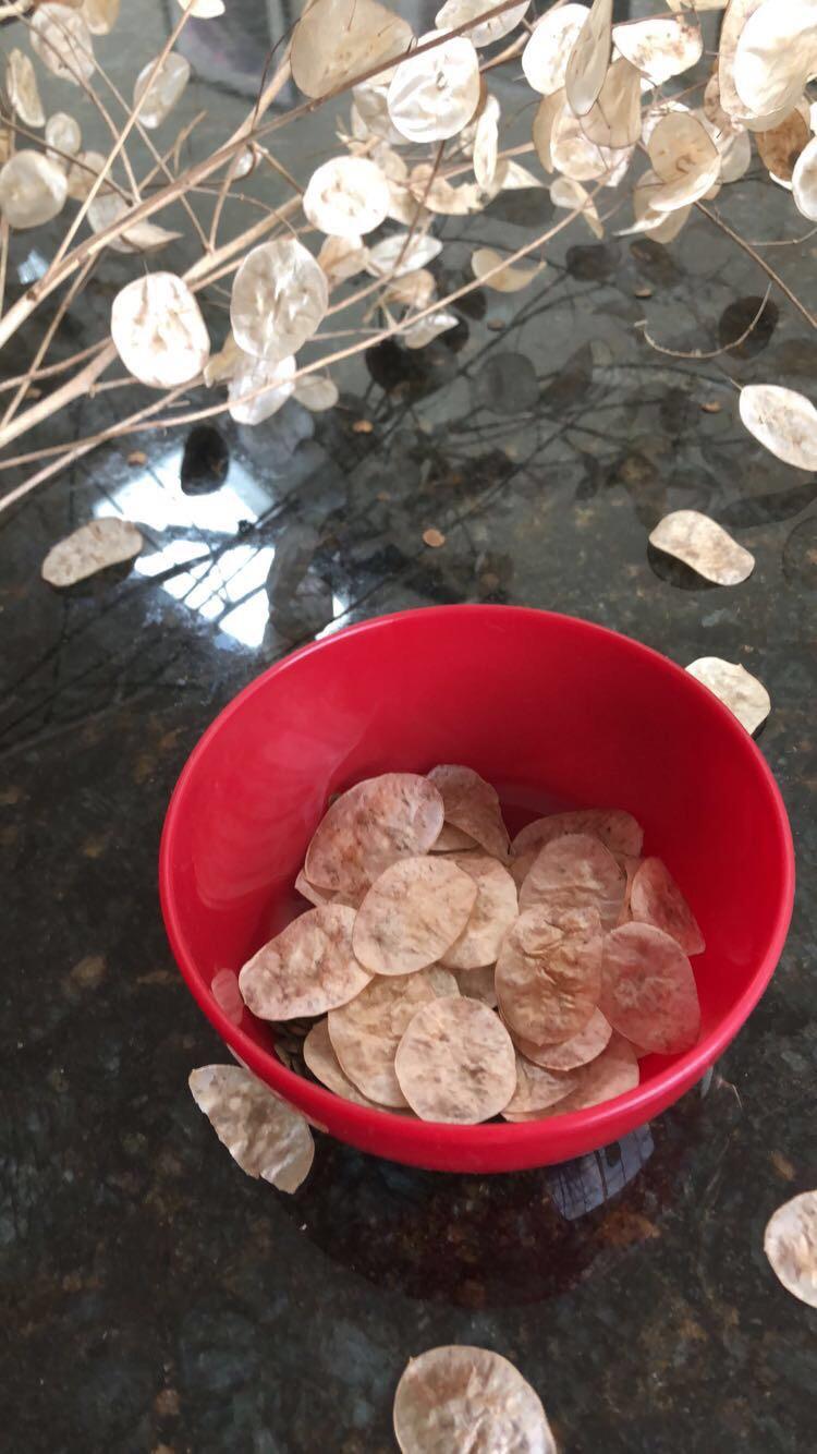 Forbidden Potato Chip Tree (Silver Dollar Plant) r/forbiddensnacks