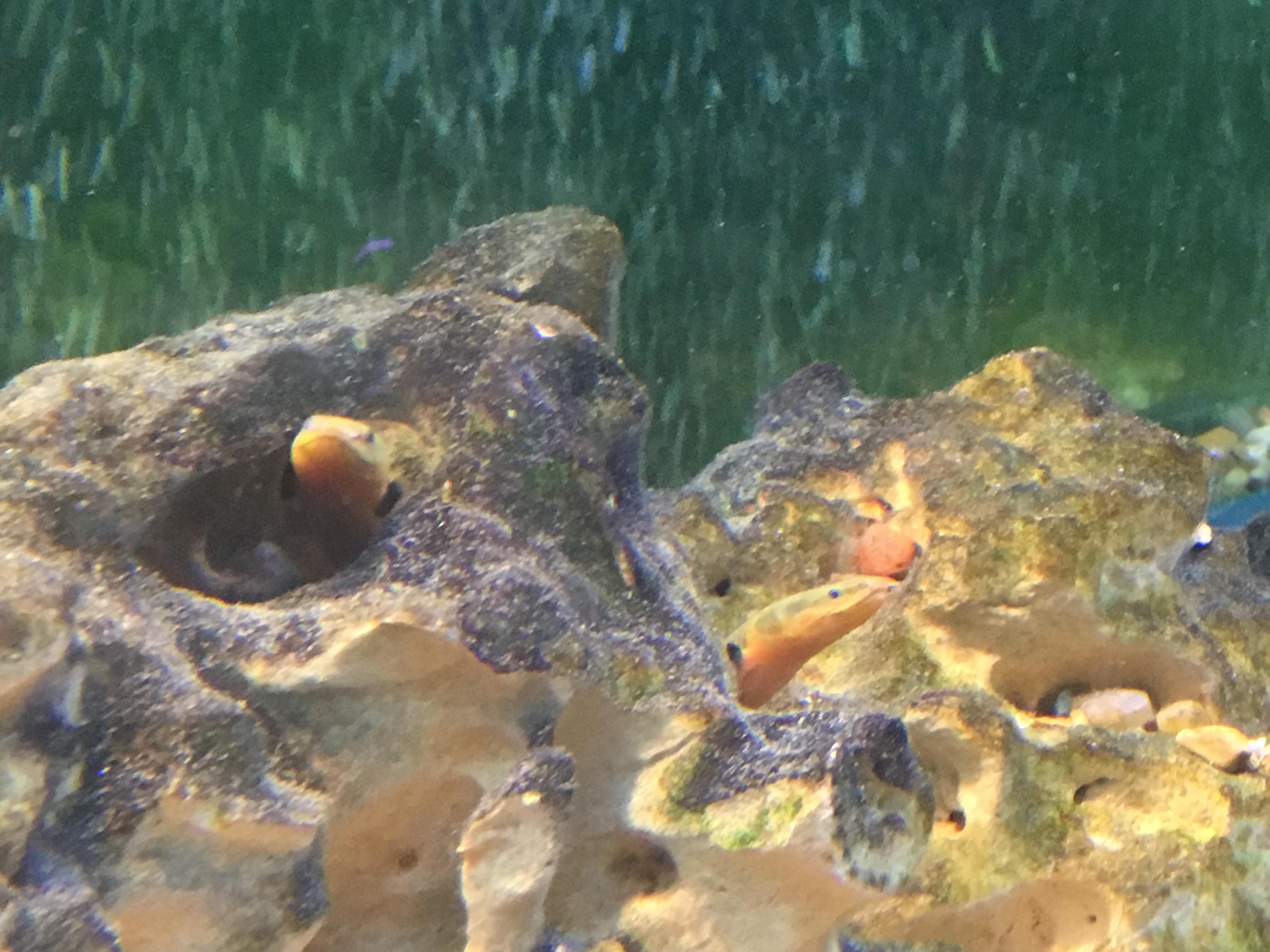 My rope fish love their Texas holey Rock. Also, has anyone had success