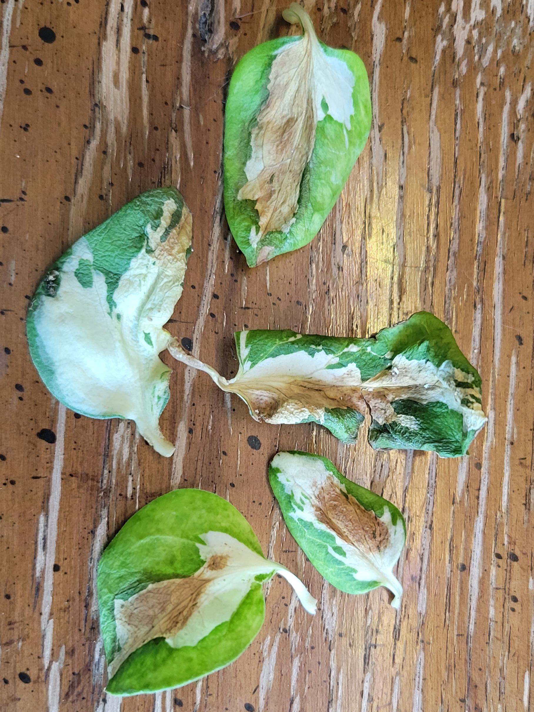 Leaves wilting like this randomly throughout Periwinkle Major. Is this