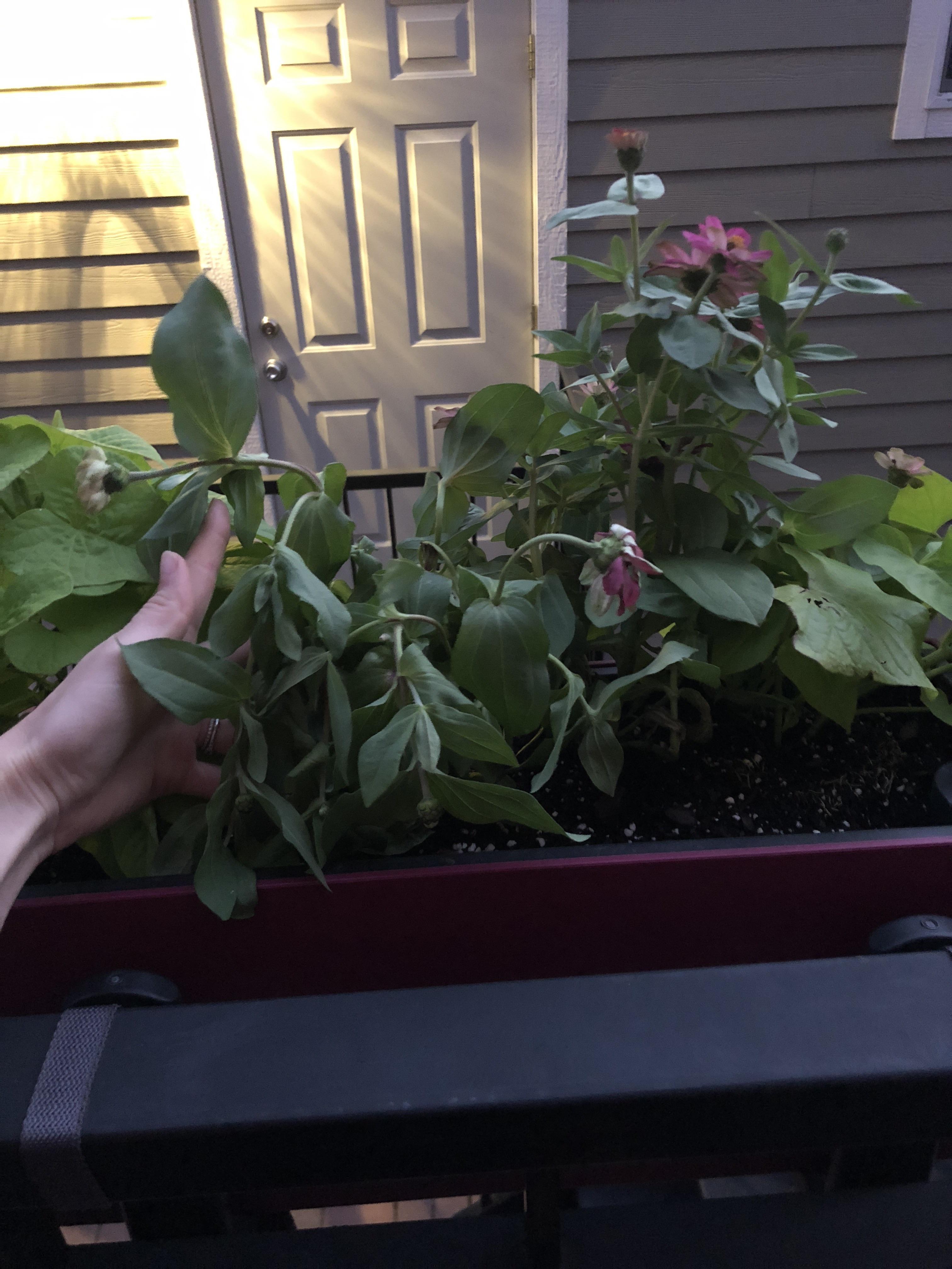 Help Zinnia plant wilting despite other Zinnia plant next to it being