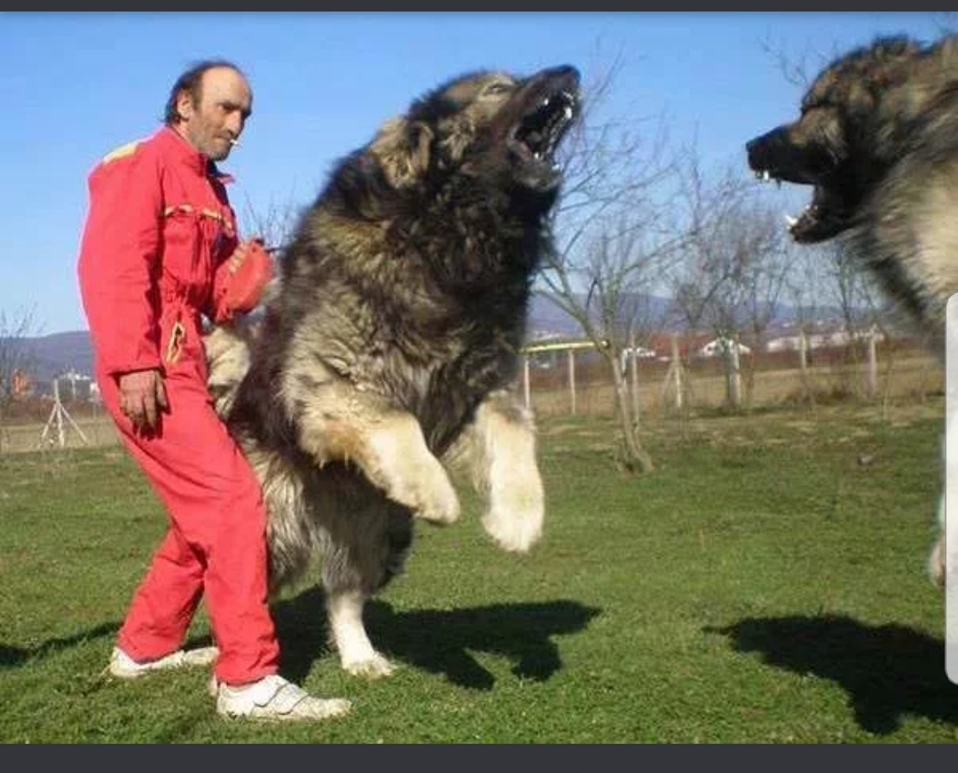 Caucasian Shepherd Russian Prison Dogs Caucasian shepherd dogs bred