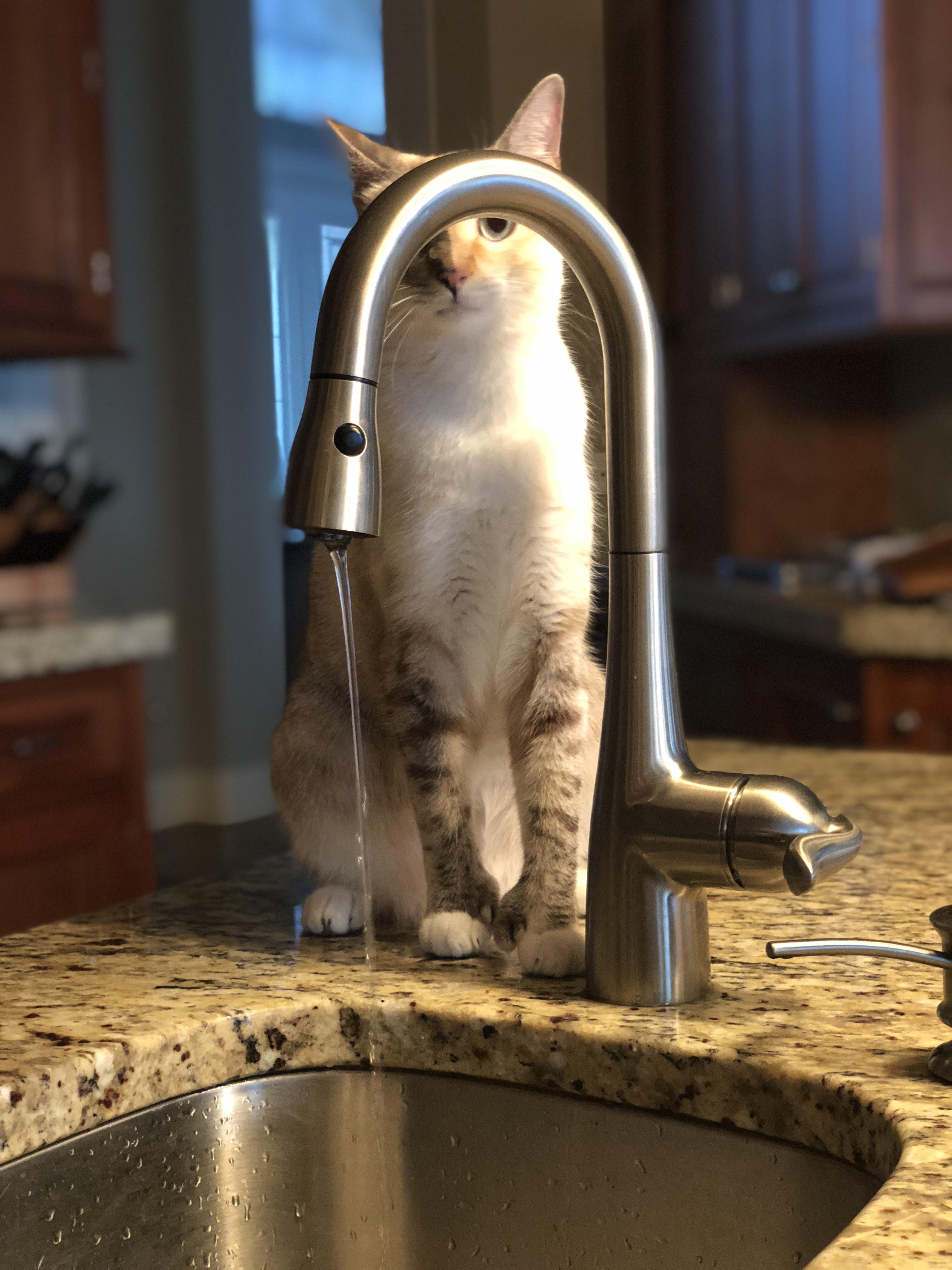 Guess who learned how to turn on the sink r/cats