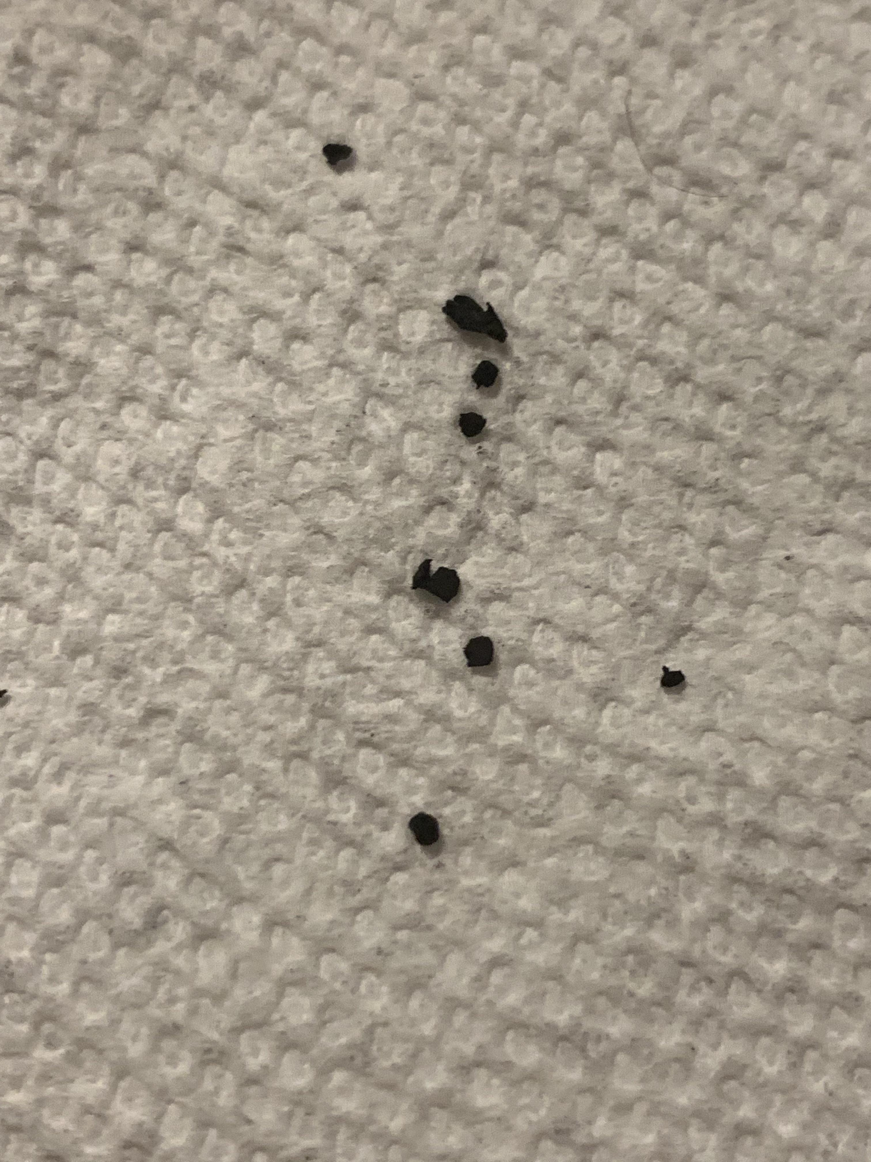 What are these particles coming out of shower faucet doesn’t seem