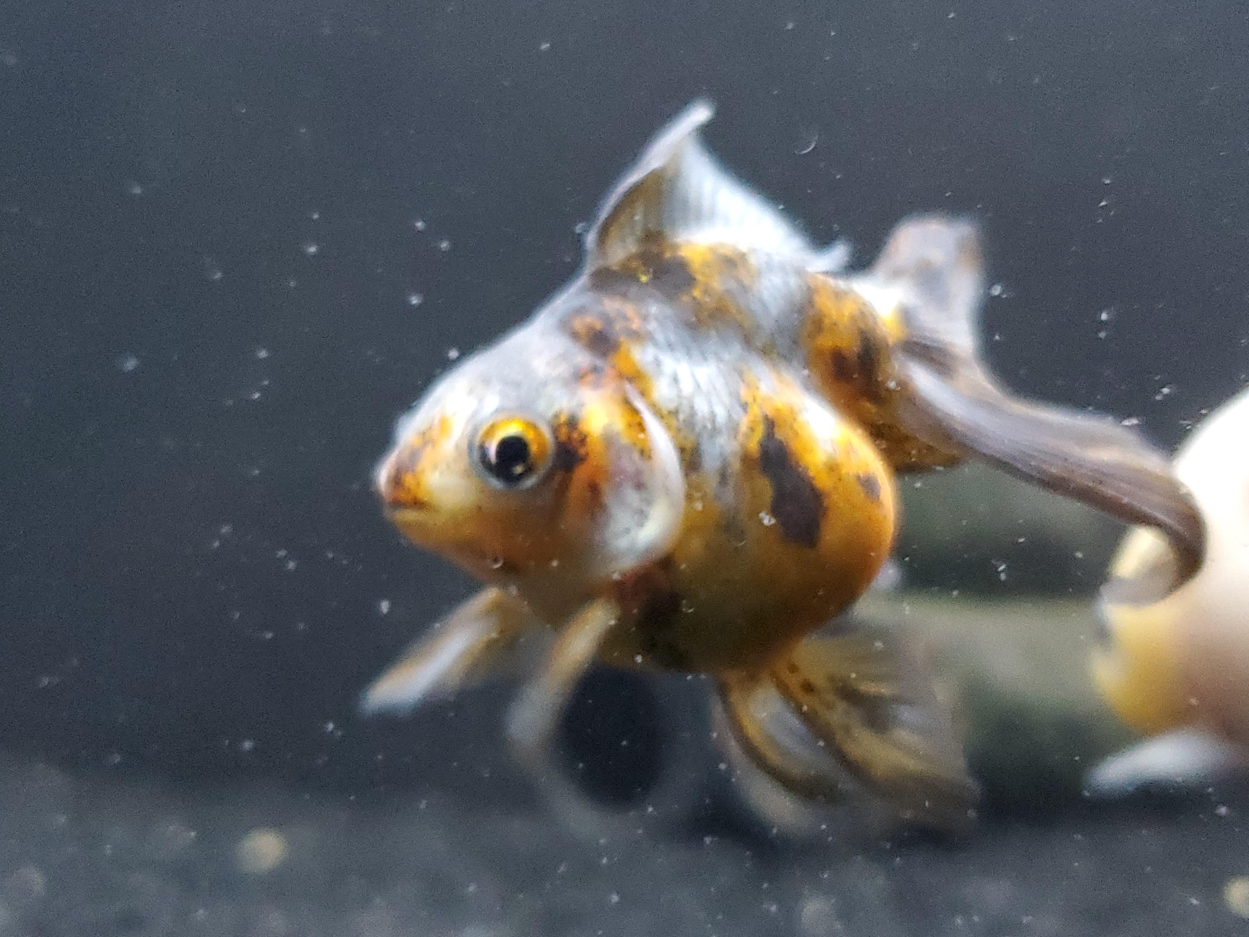 A silly photo or my boi marbles. Looks like he's running on a fours