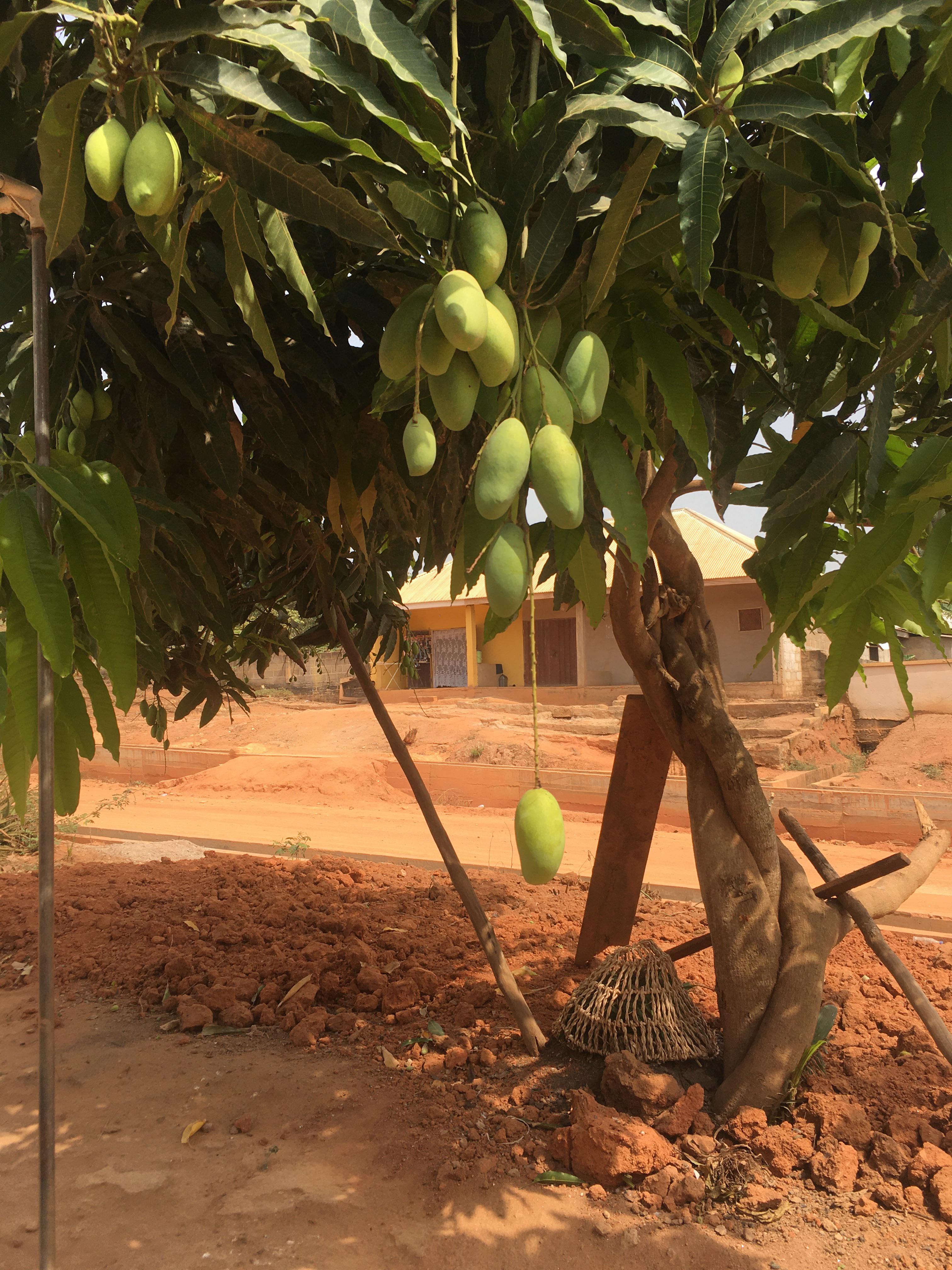 Ghana is a rich land yet we’re so poor. r/ghana