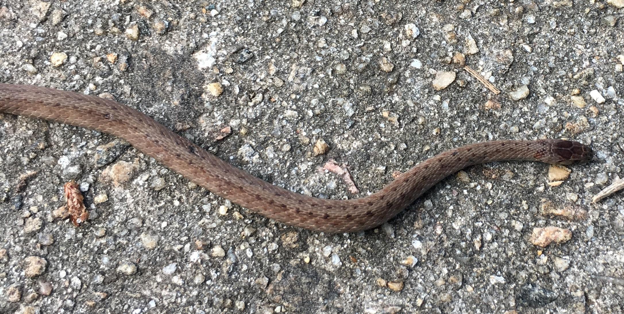 ID North Carolina, on side of road. Juvenile. r/snakes