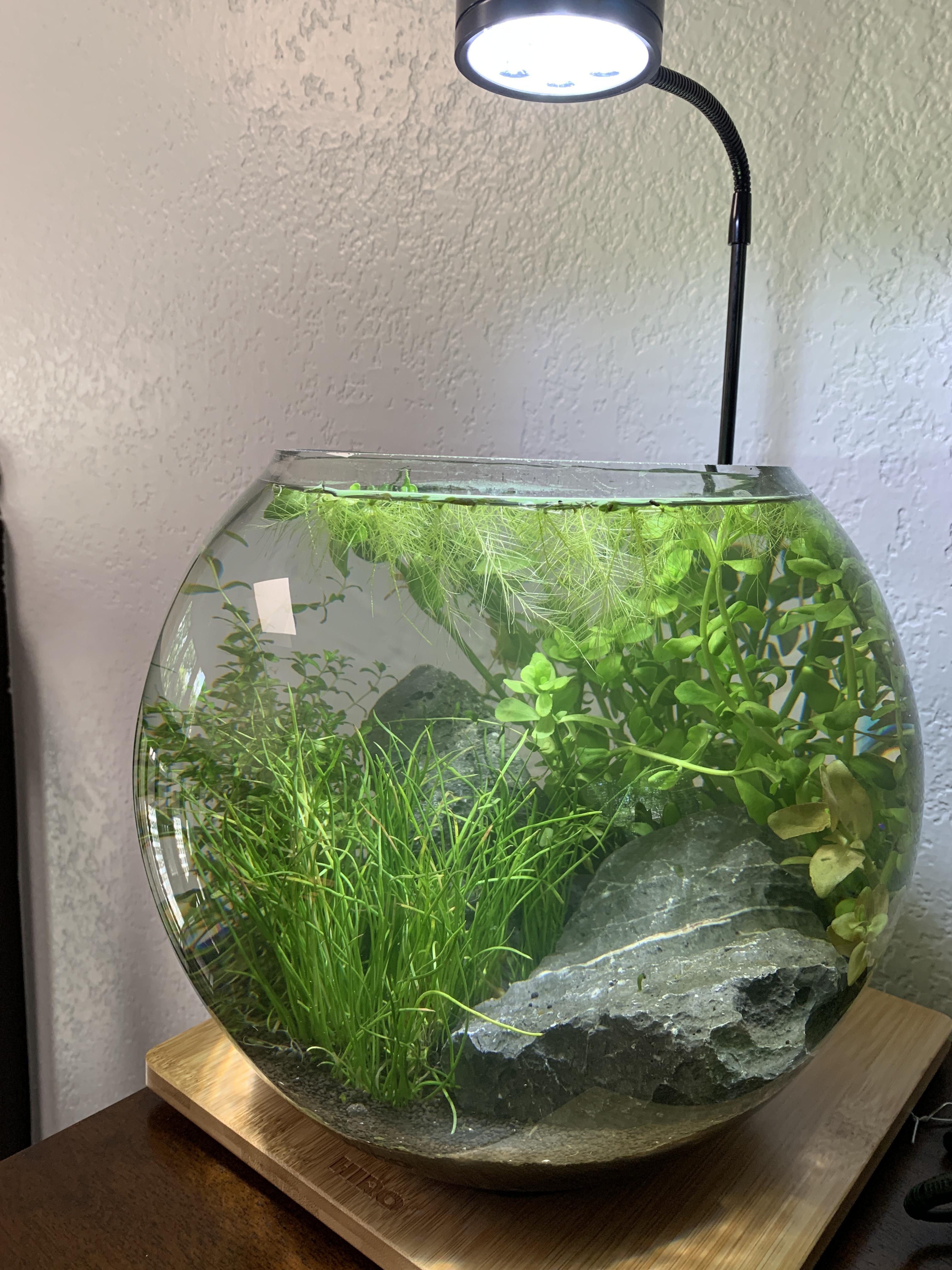 3 gallon bowl r/Aquariums