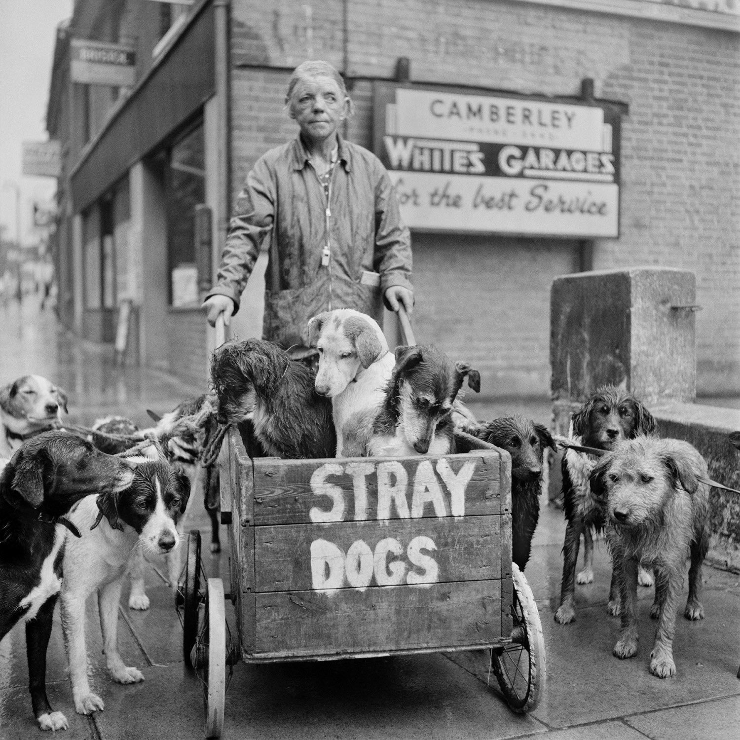 Camberley Kate, rescuer of stray dogs Camberley, UK, 1962, Evelyn