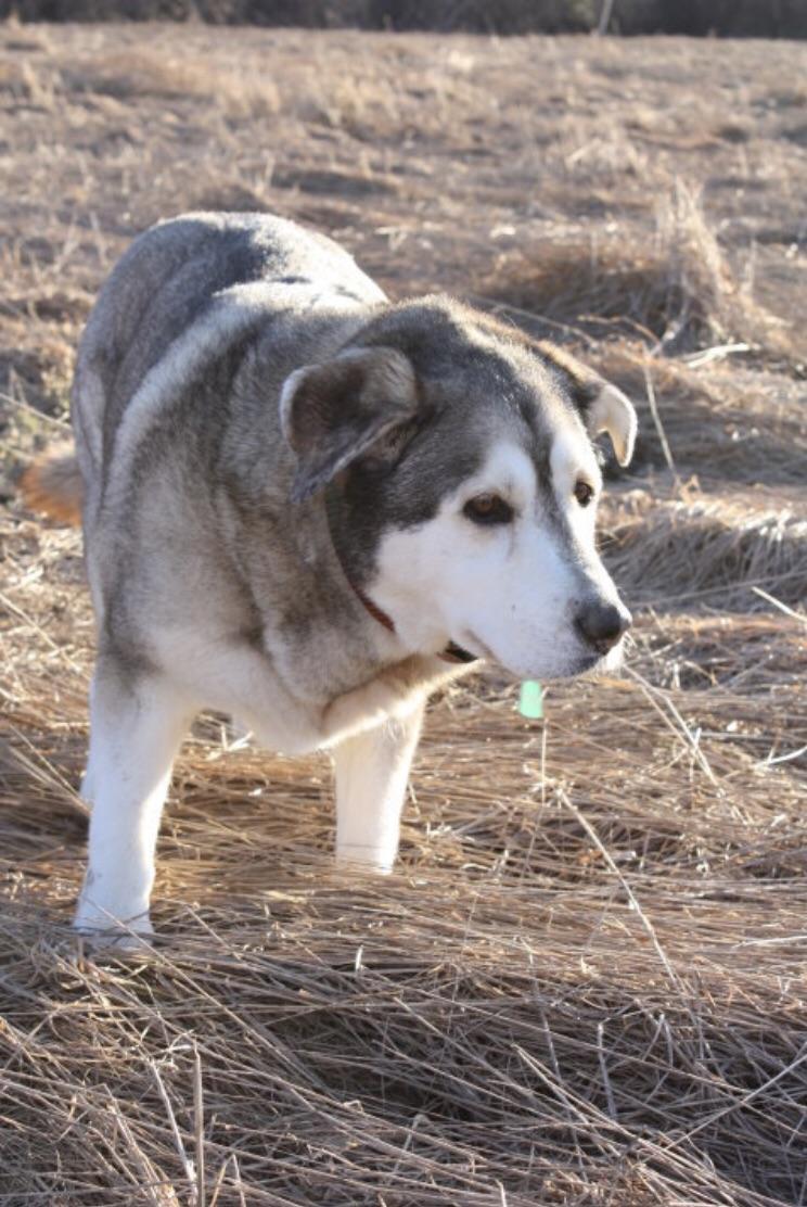 Malamute Lab mix doggos