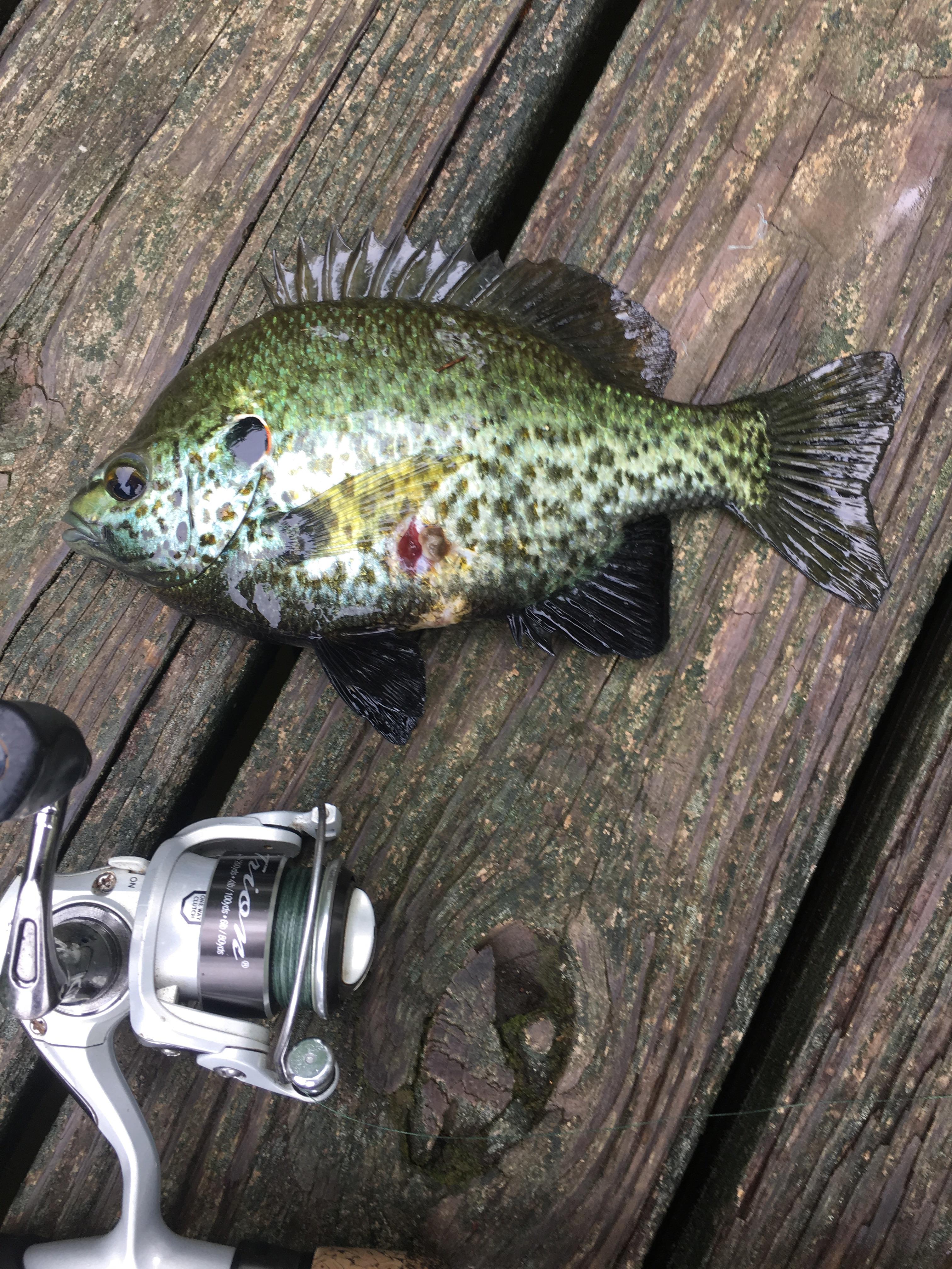ID Black crappie/shell cracker hybrid? r/Fishing