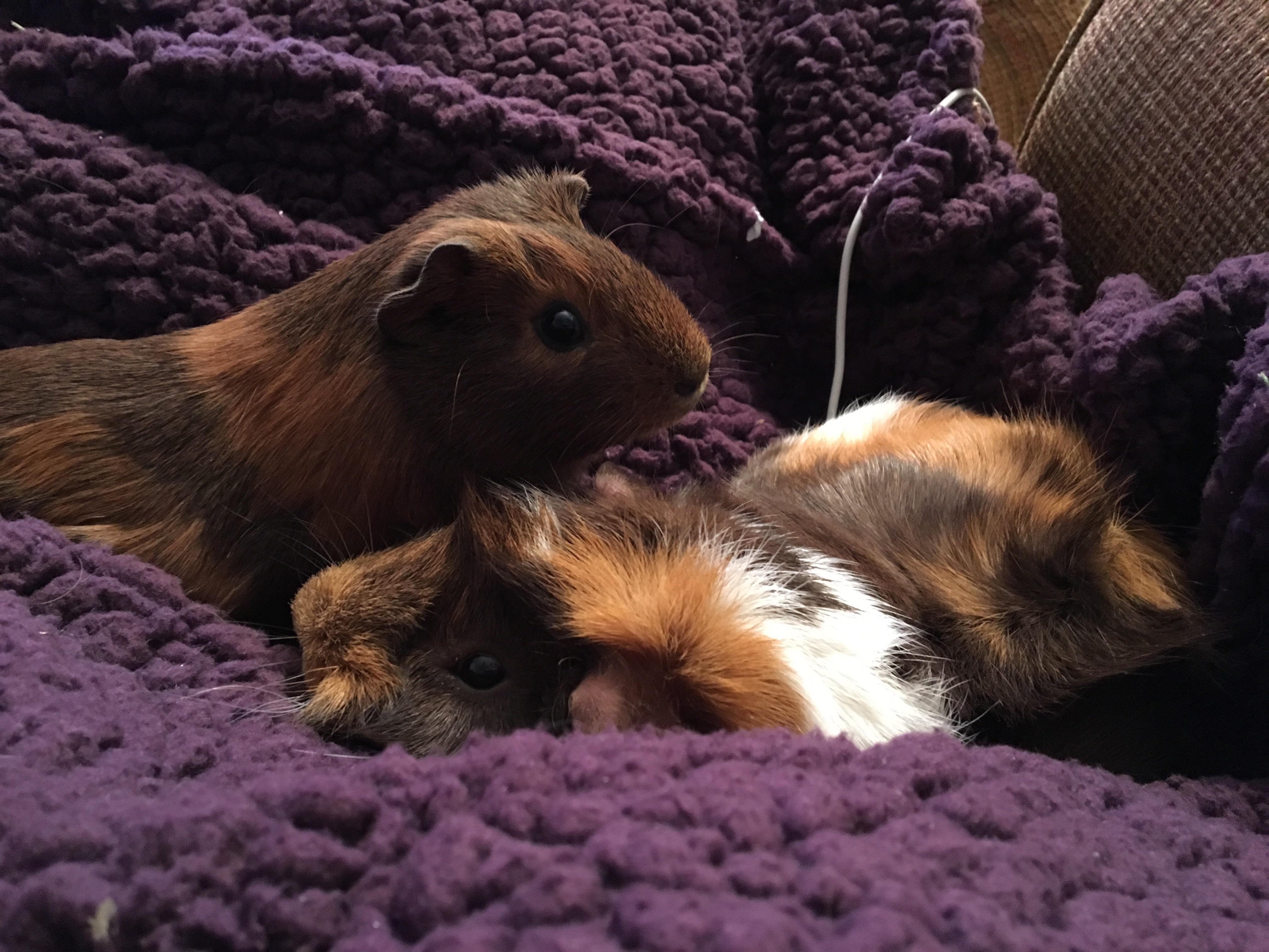 my sweet pigs getting some snuggle time! Elmüs and Seamus (cutest