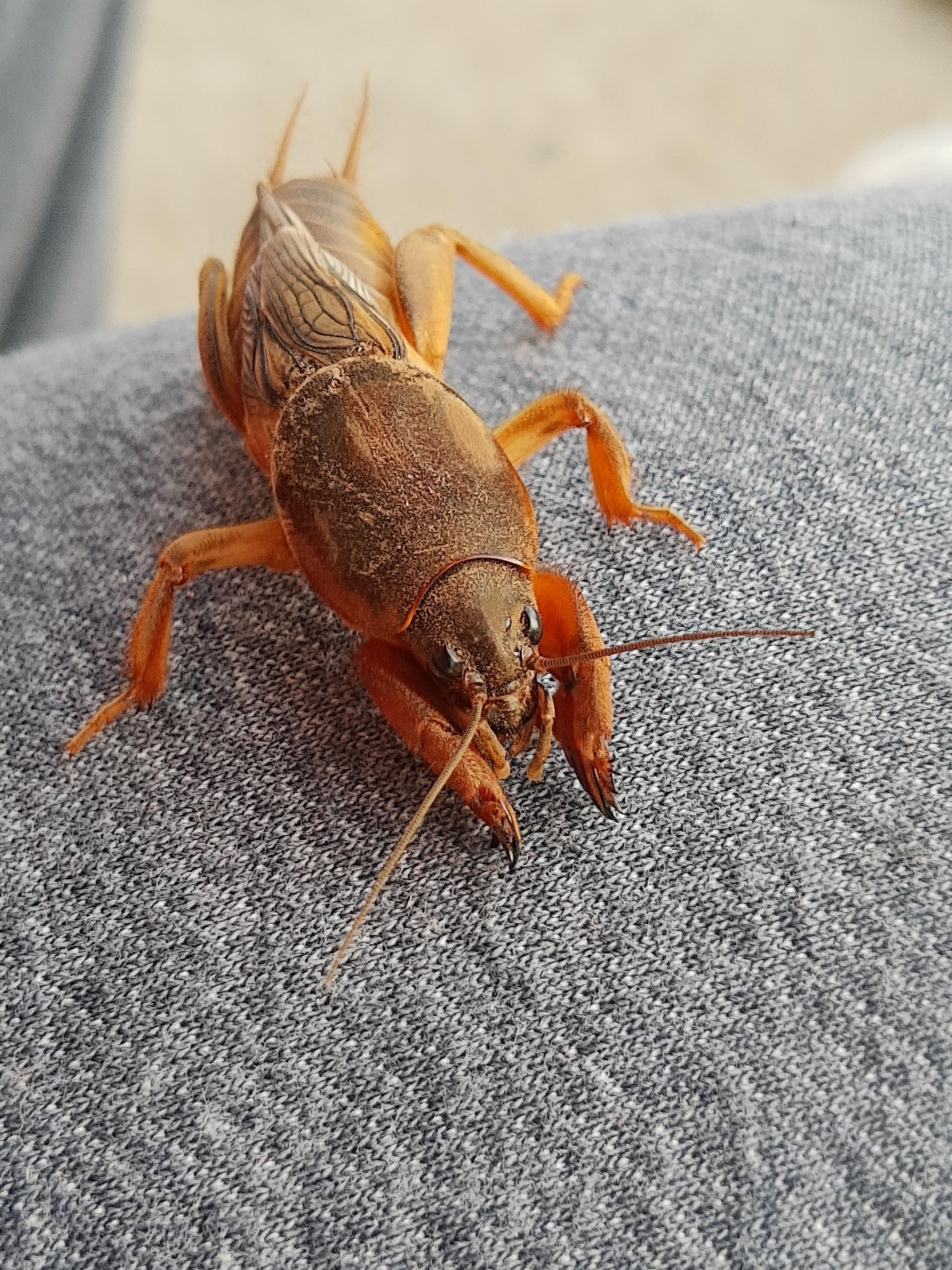 Here's a mole cricket r/pics
