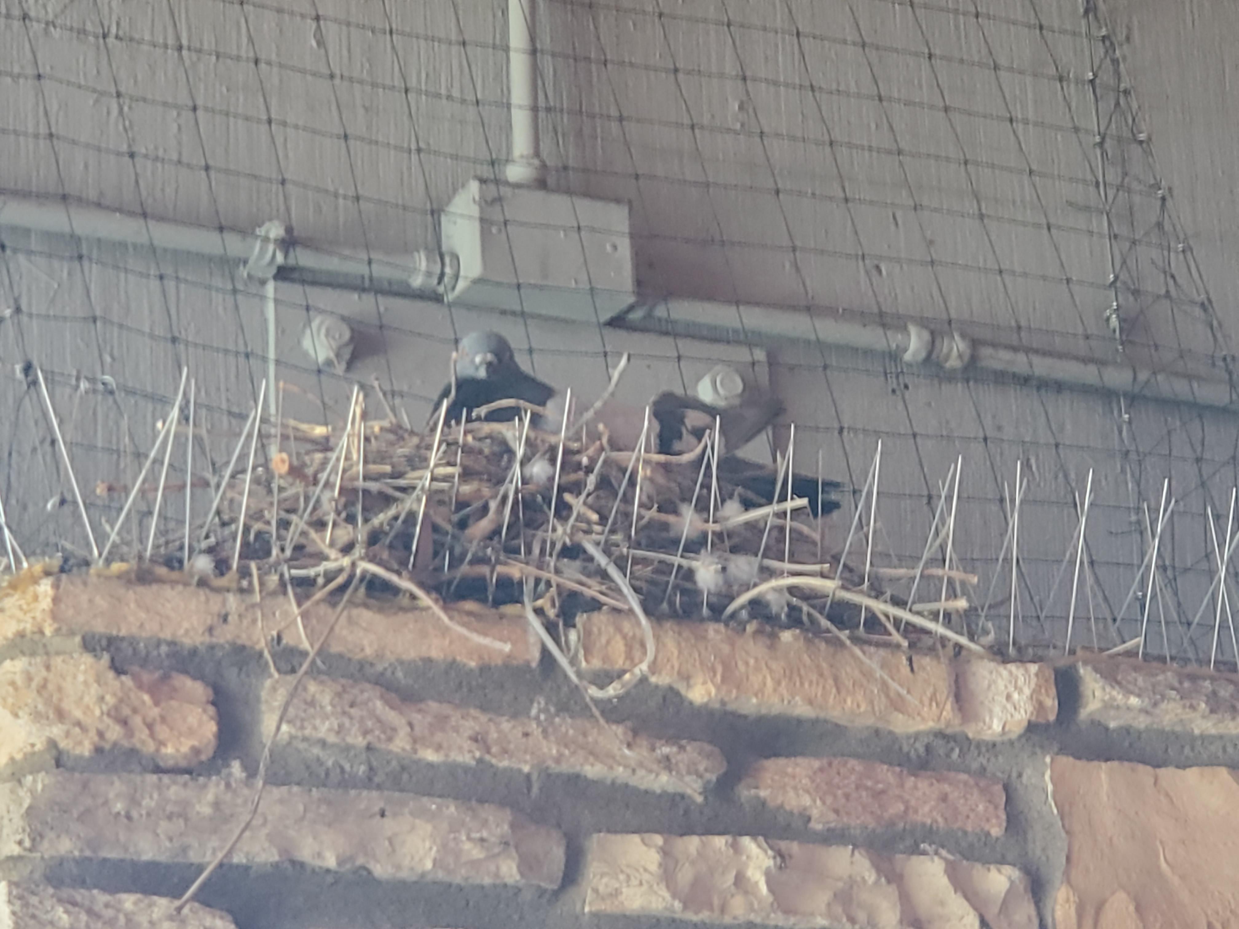 This pidgeon using antibird spikes to hold her nest in place. r