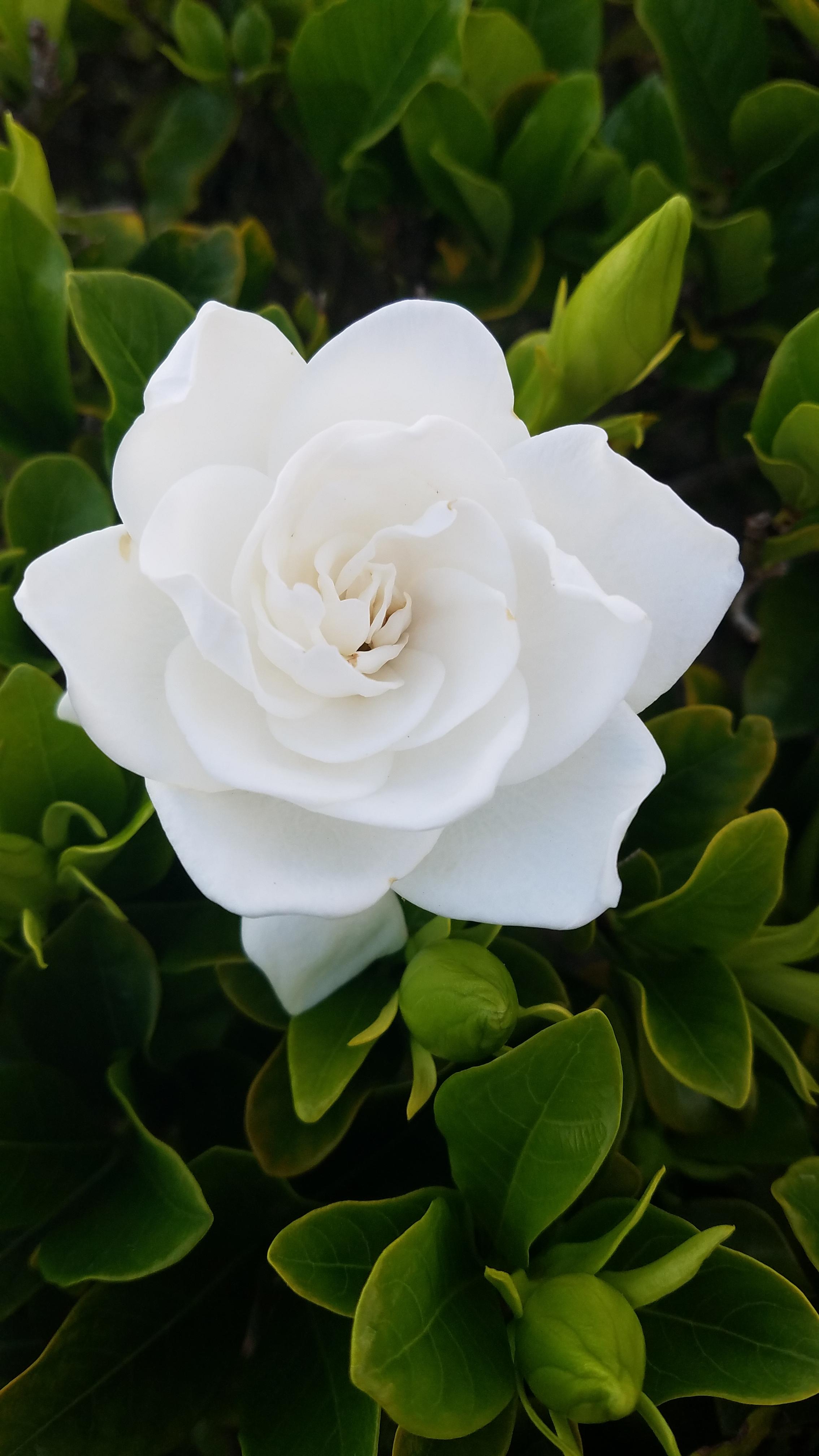 I love the smell of Gardenia in the morning