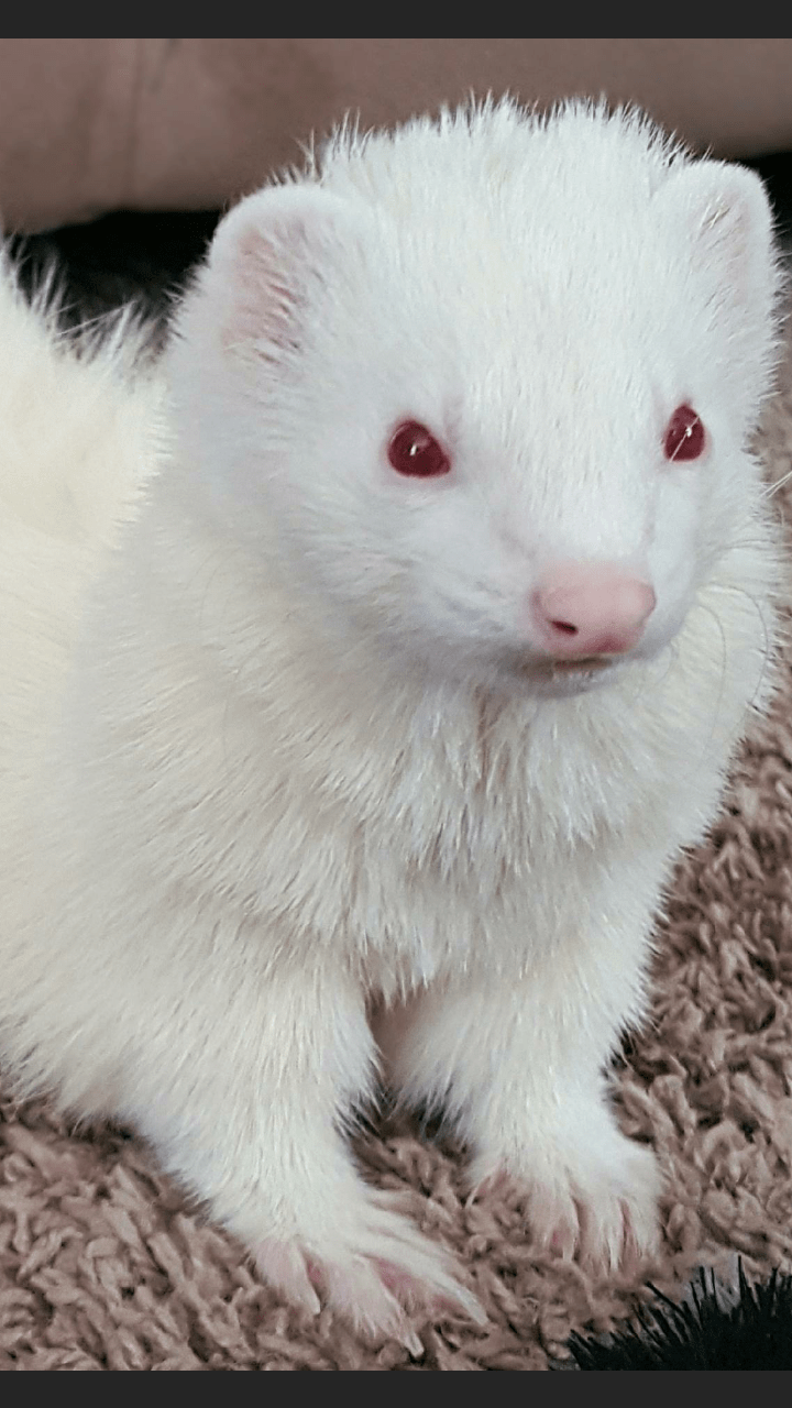 An albino ferret r/aww