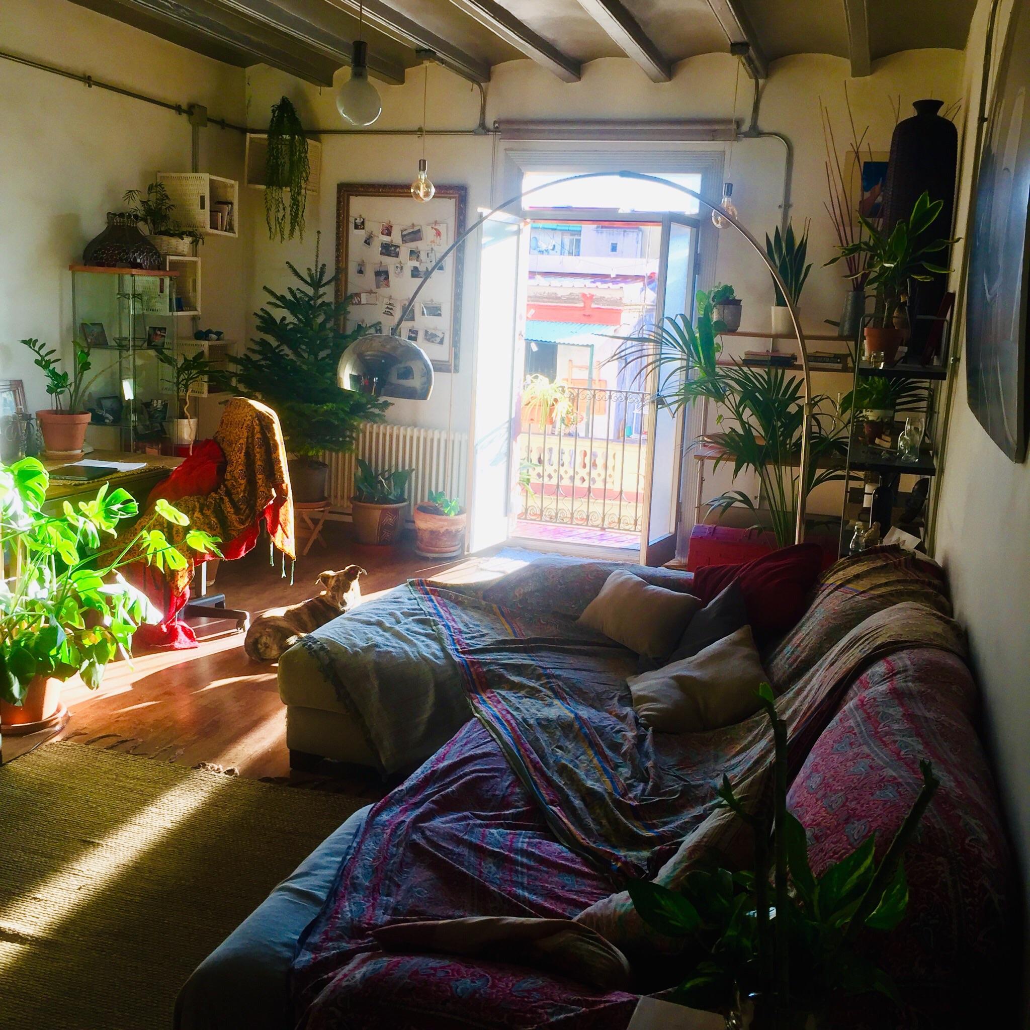 My cosy living room in Barcelona, complete with sunbathing doggo. r