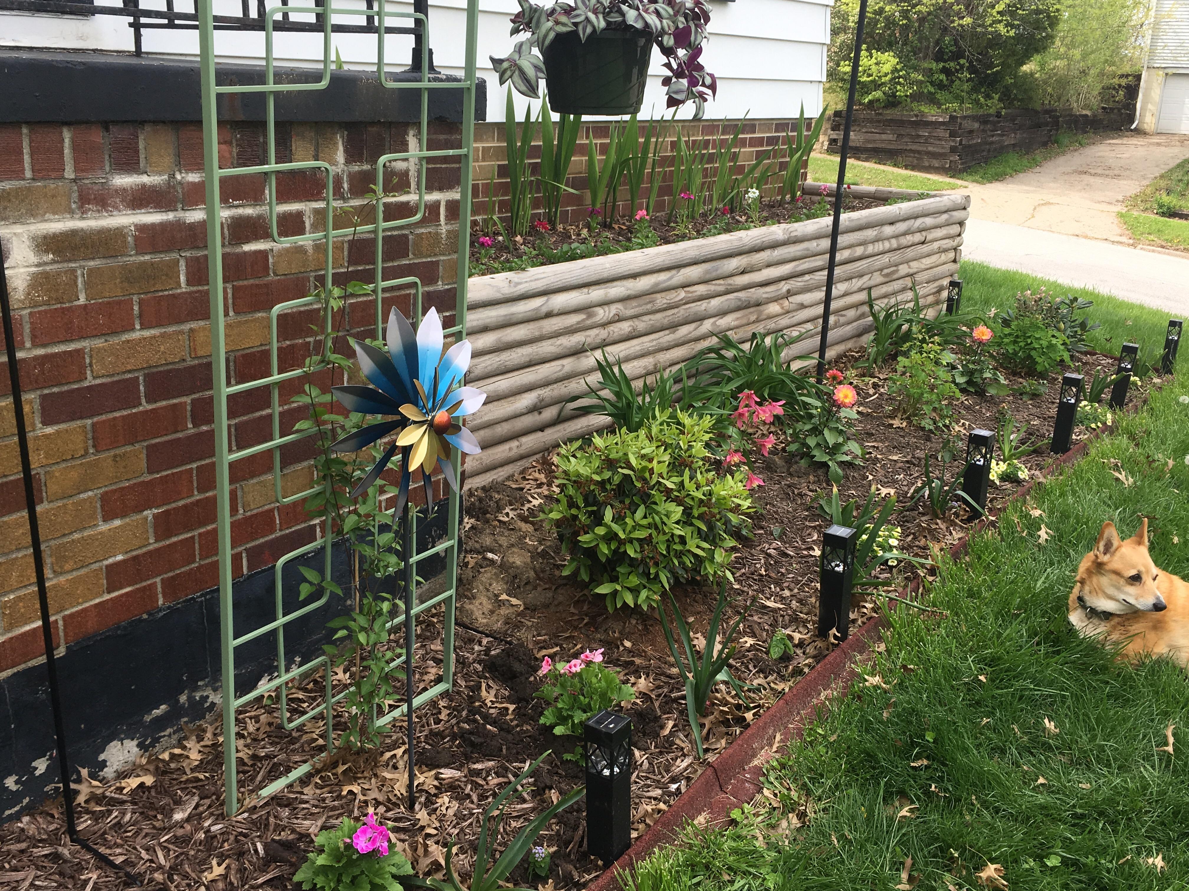 I'm no expert, but so happy with how my garden is coming along this