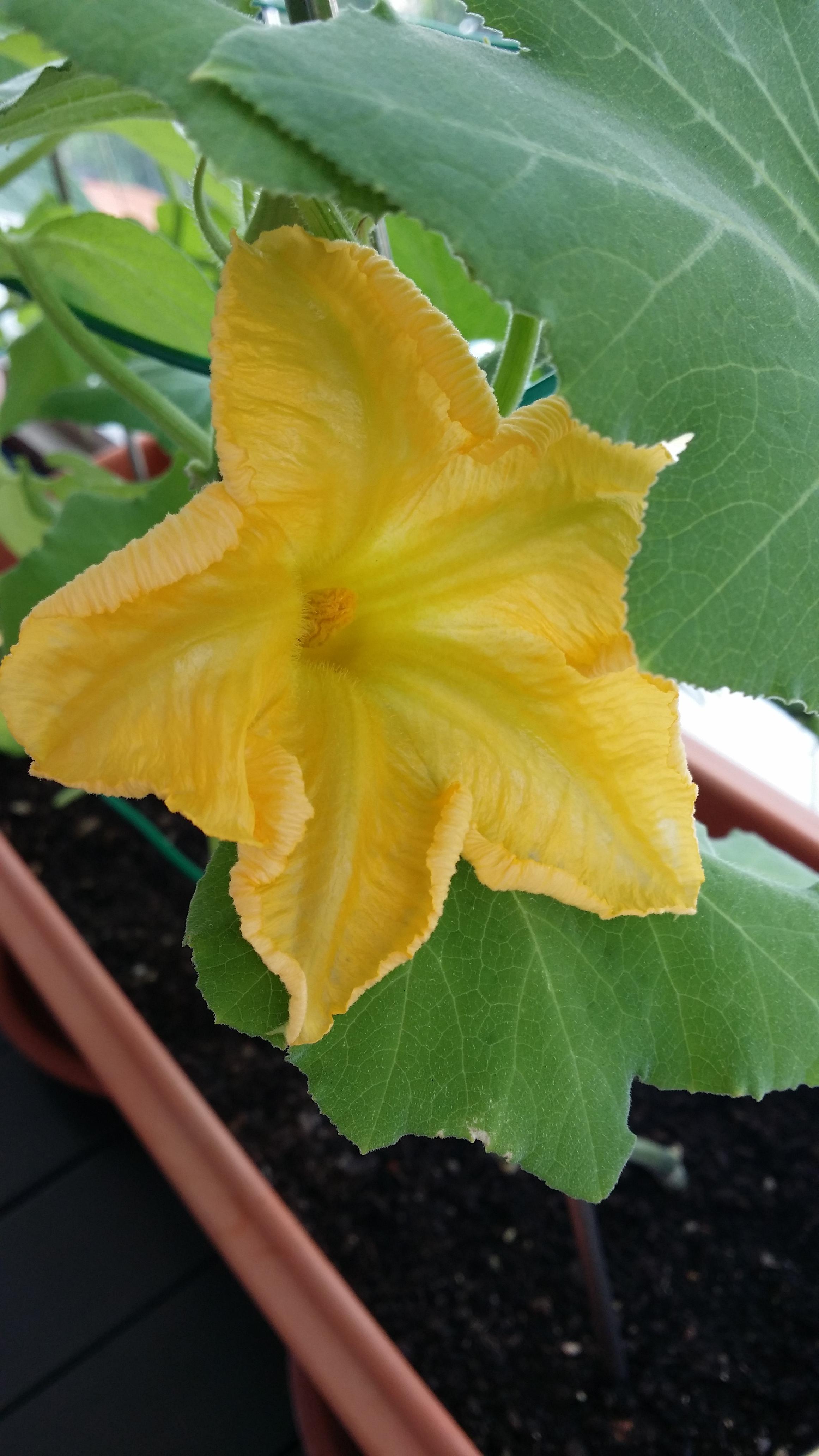Beautiful squash bloom! r/gardening