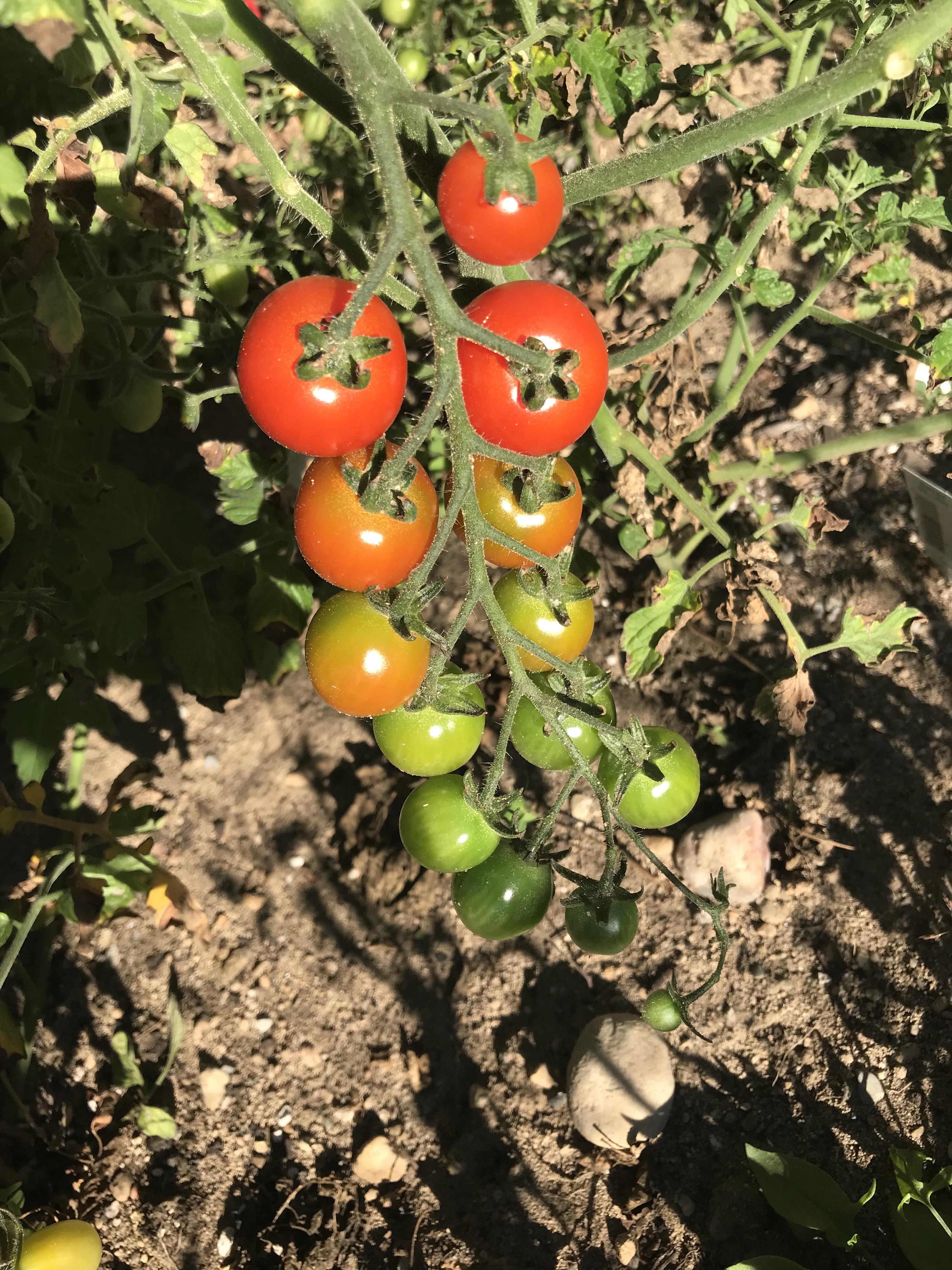 My tomatoes. r/gardening