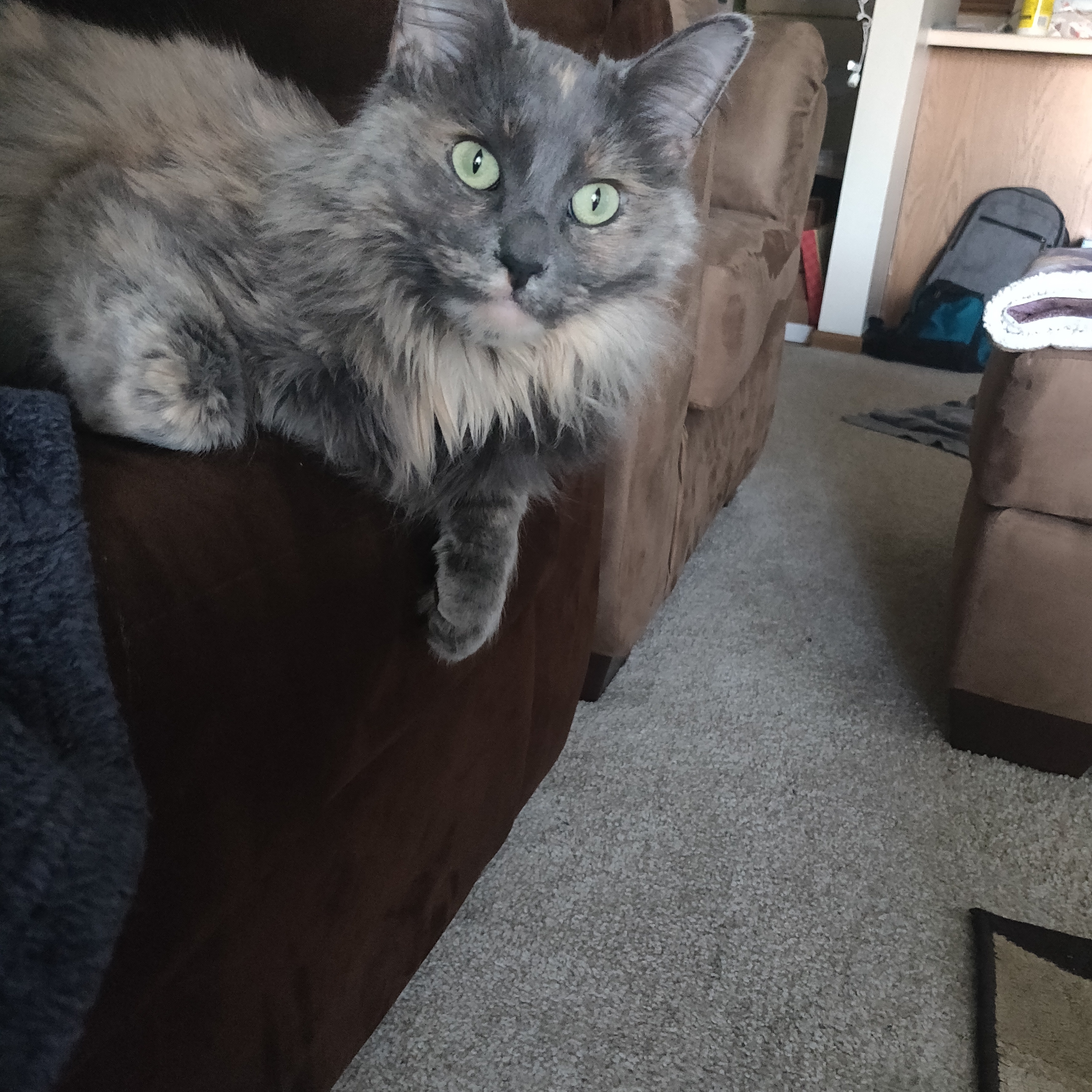 Any clue what breed my cat may be? She's only 10 pounds and two years