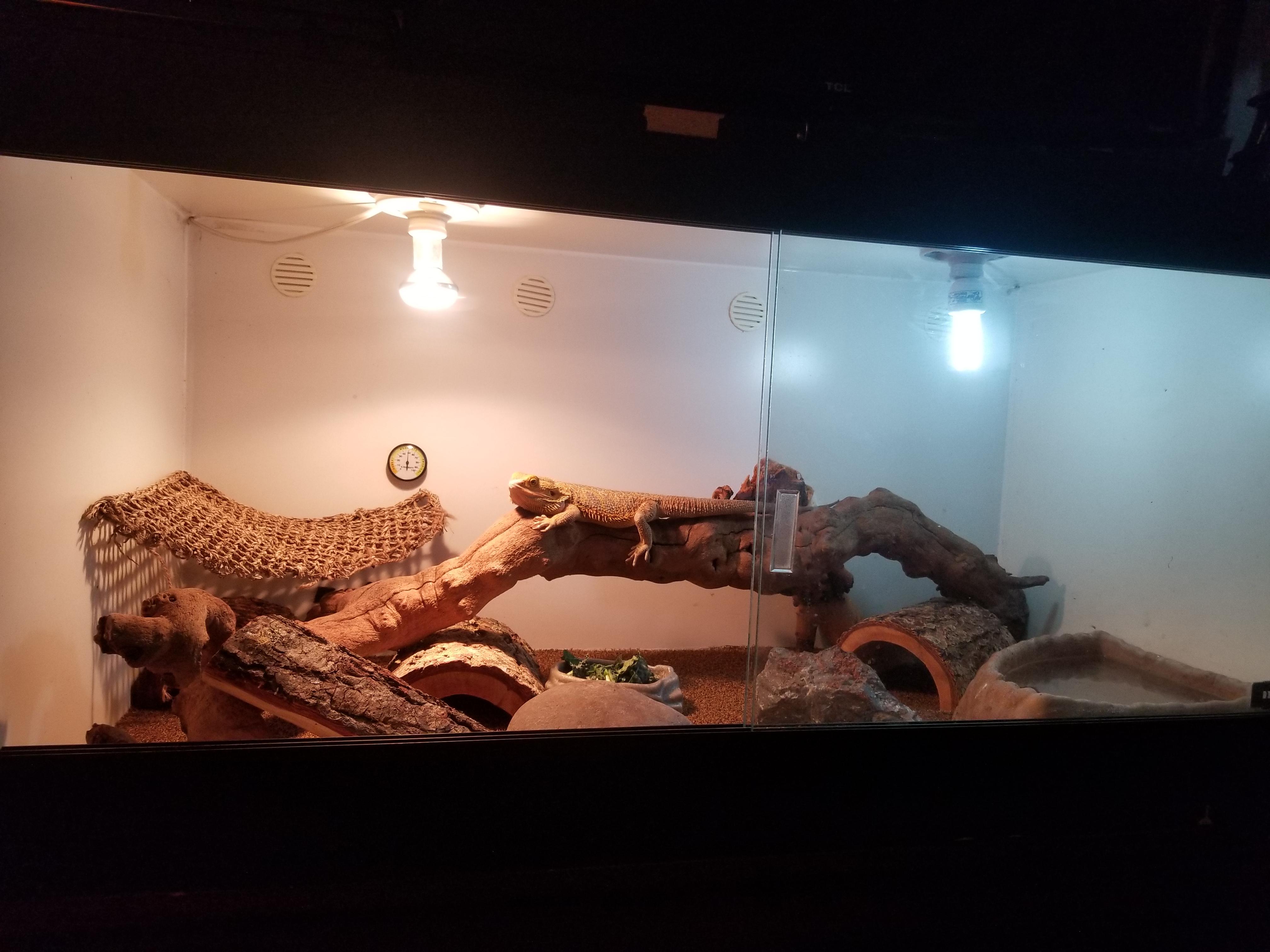 My new bearded dragon tank. r/reptiles