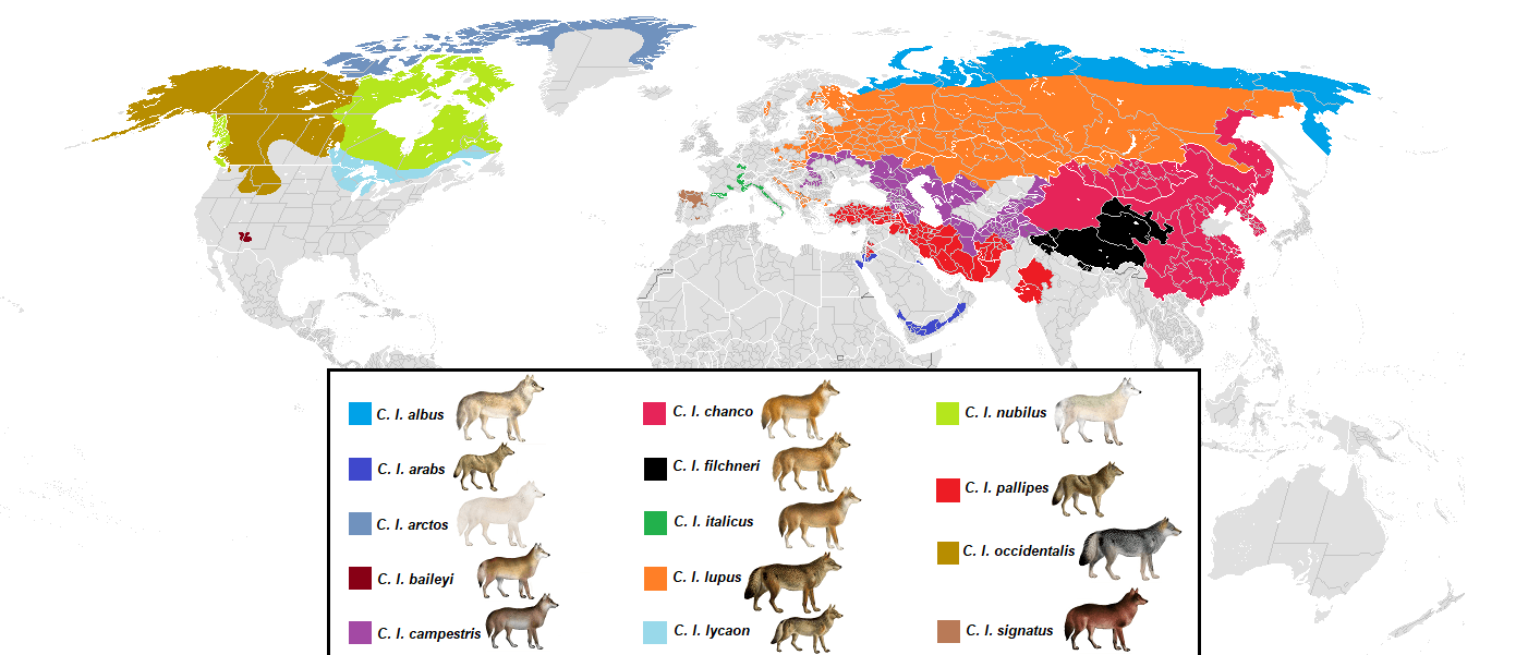 Present distribution of gray wolf (canis lupus) subspecies r/MapPorn