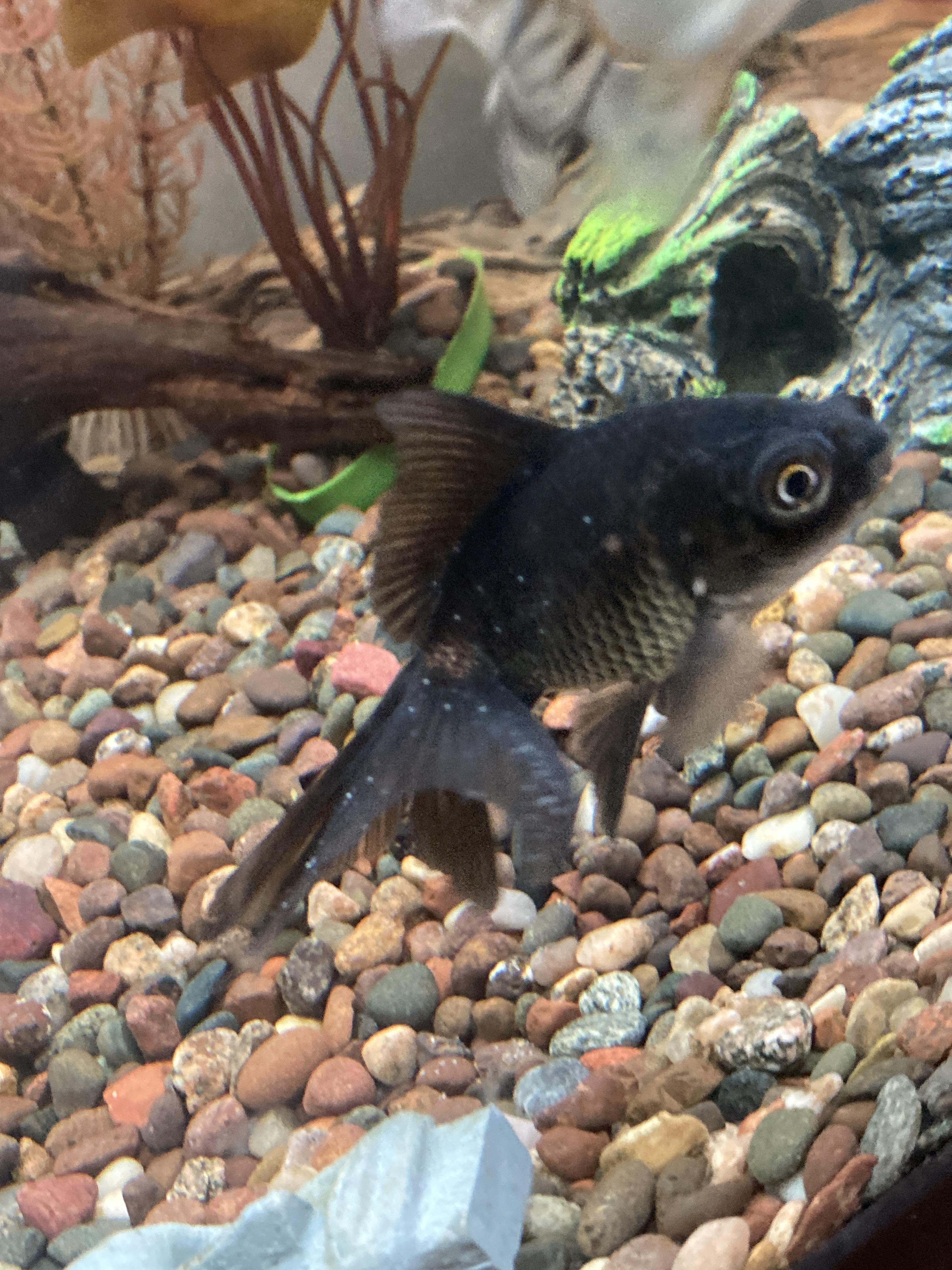 What are these white spots appearing on my black moor? r/Goldfish