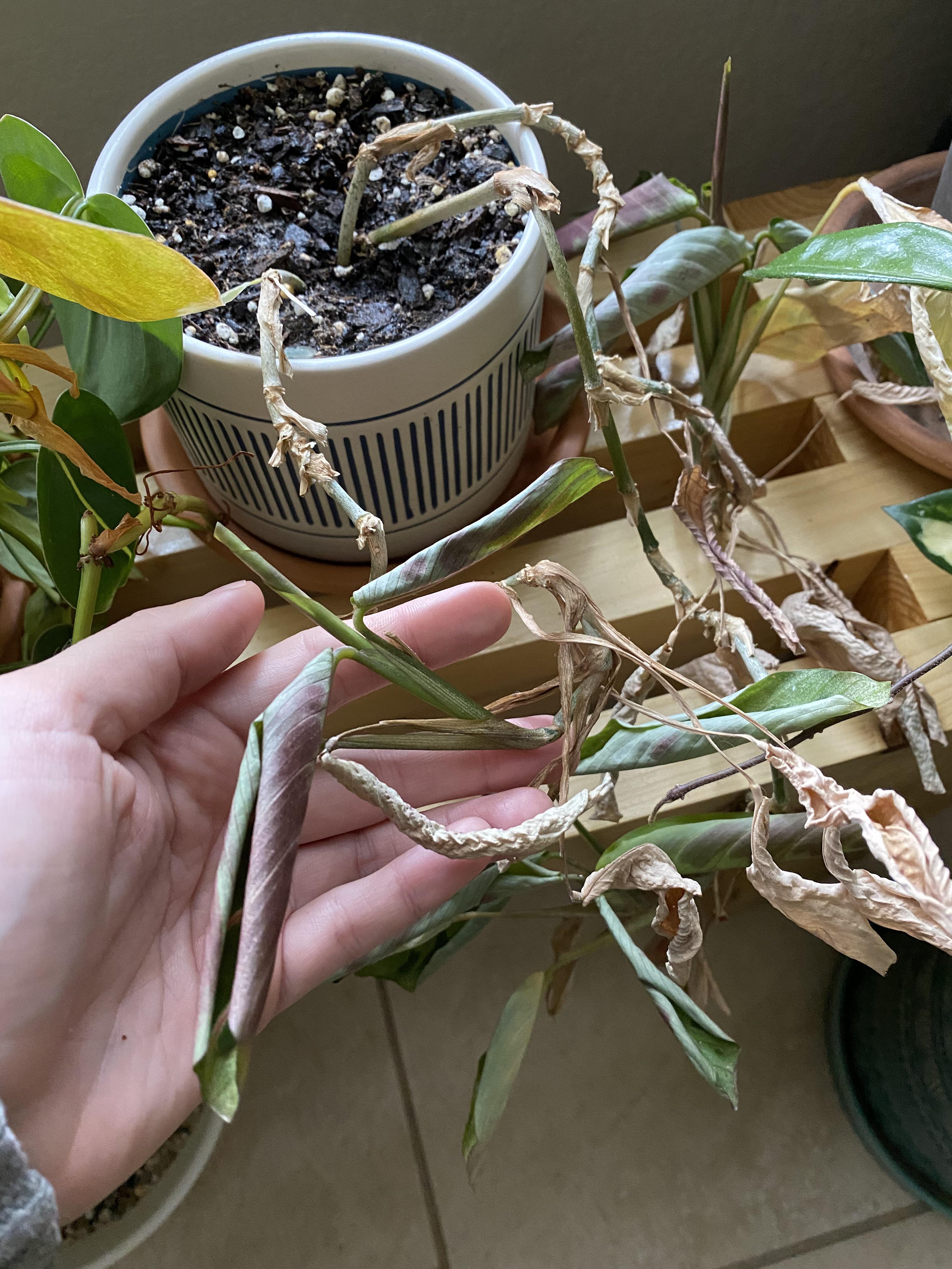 Why is my prayer plant so unhappy?? It’s been discoloring for months