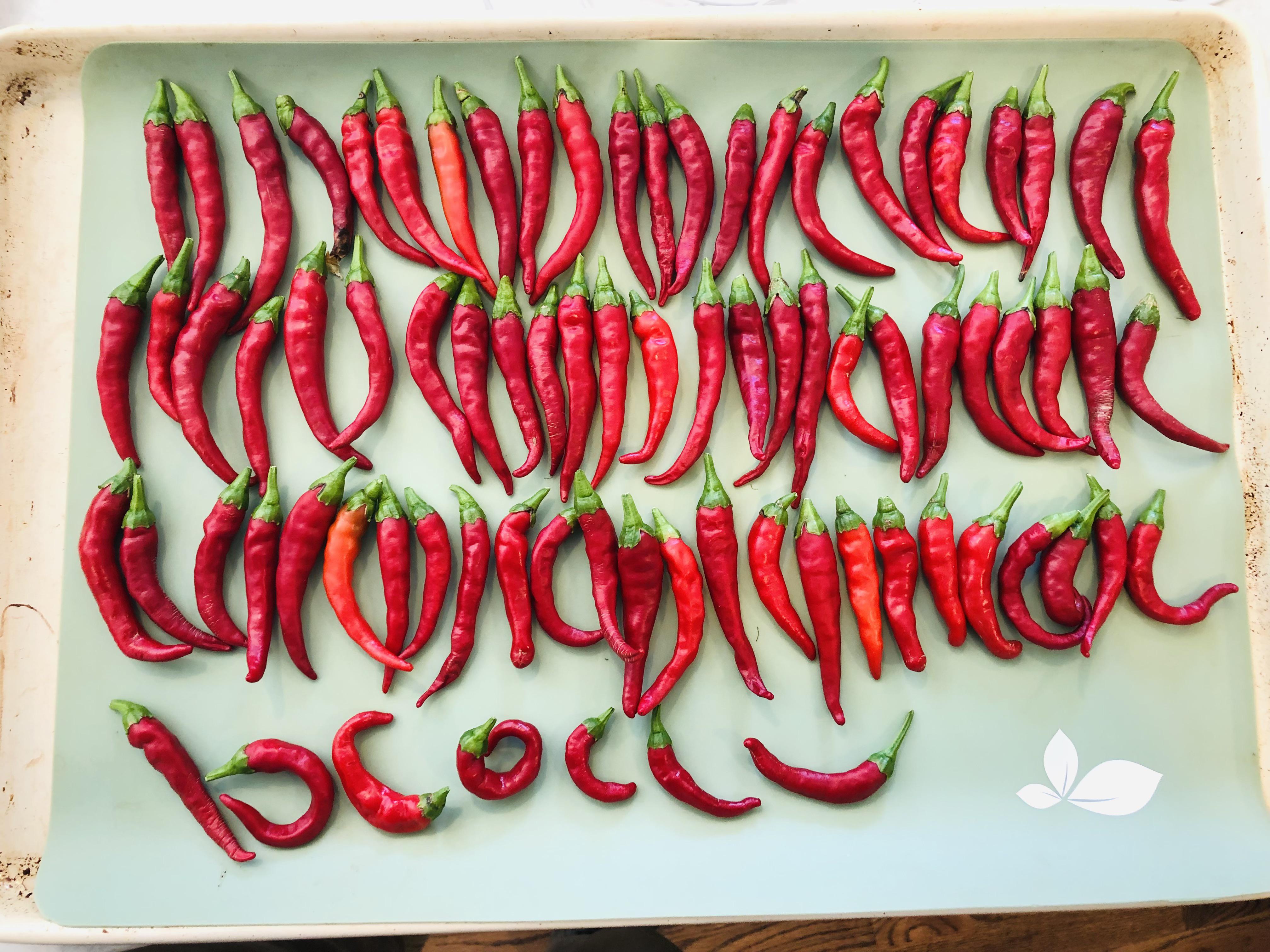 Today’s pick of cayenne peppers, not bad for a couple potted plants