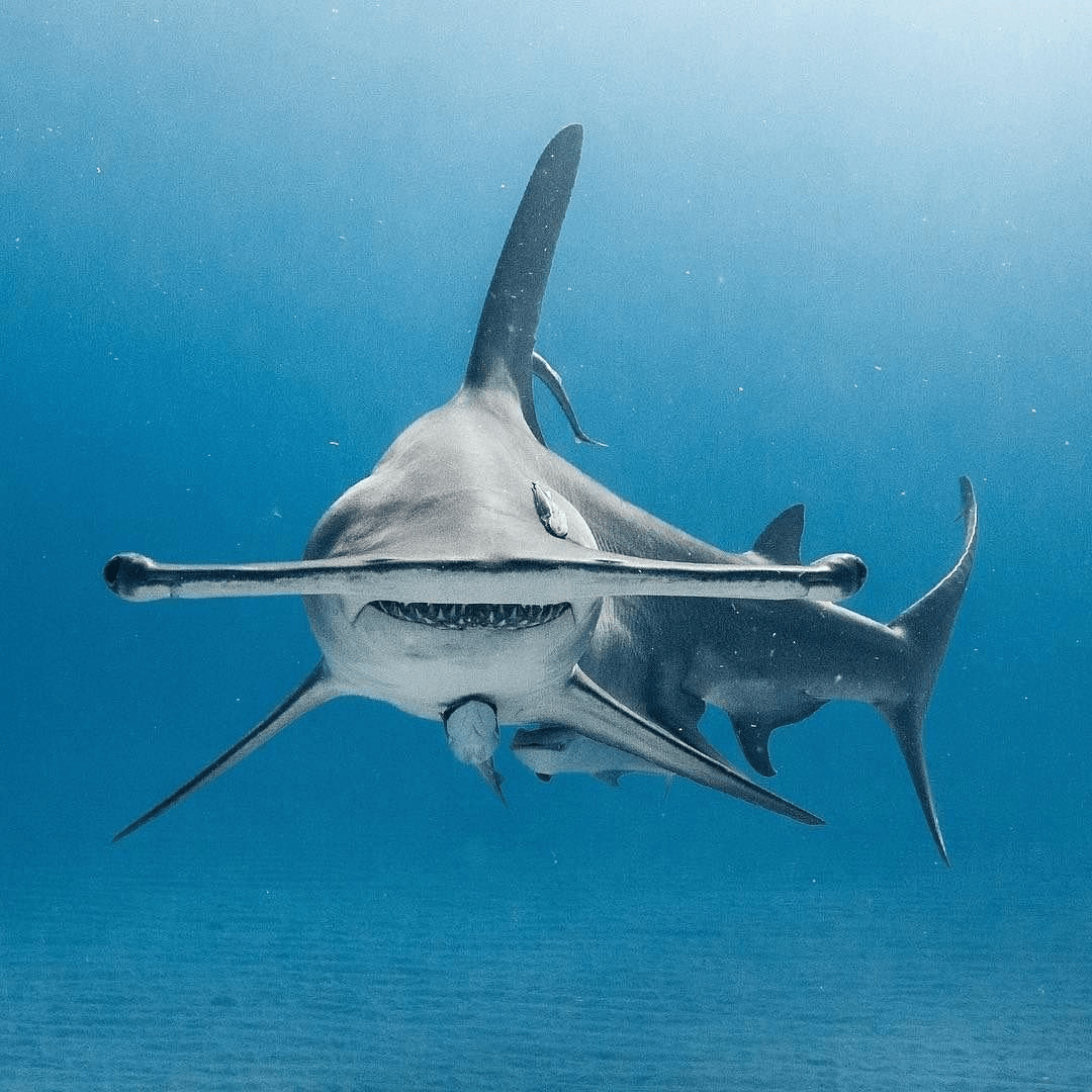 Any diver can tell you that despite their size and taste for other