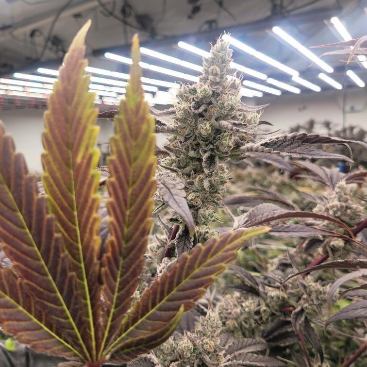 What do you guys do to your flower for rosin? r/rosin