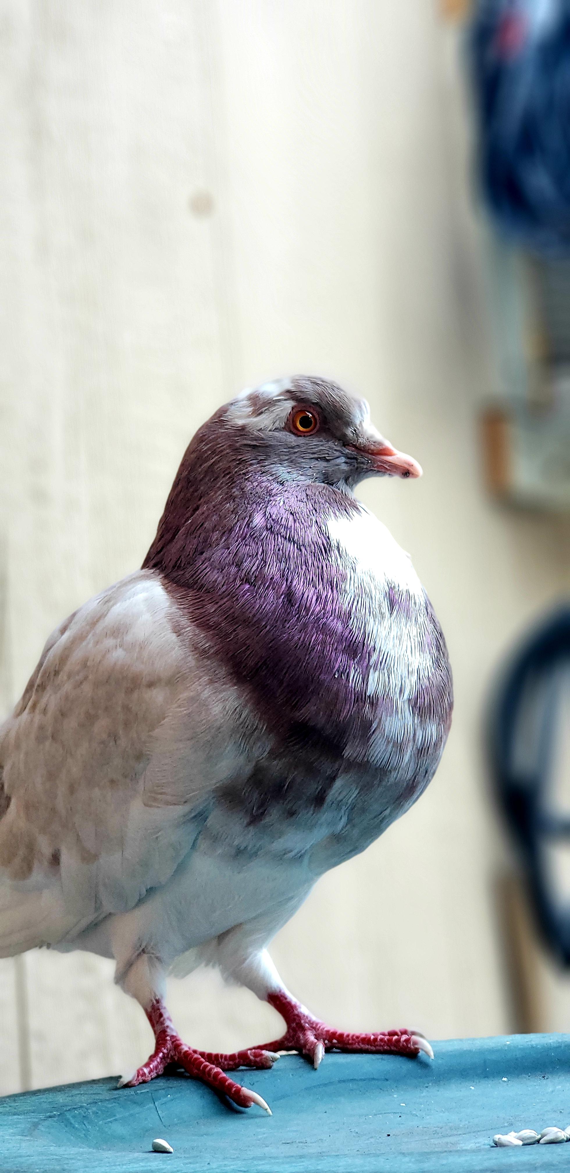 Pet King Pigeon pics