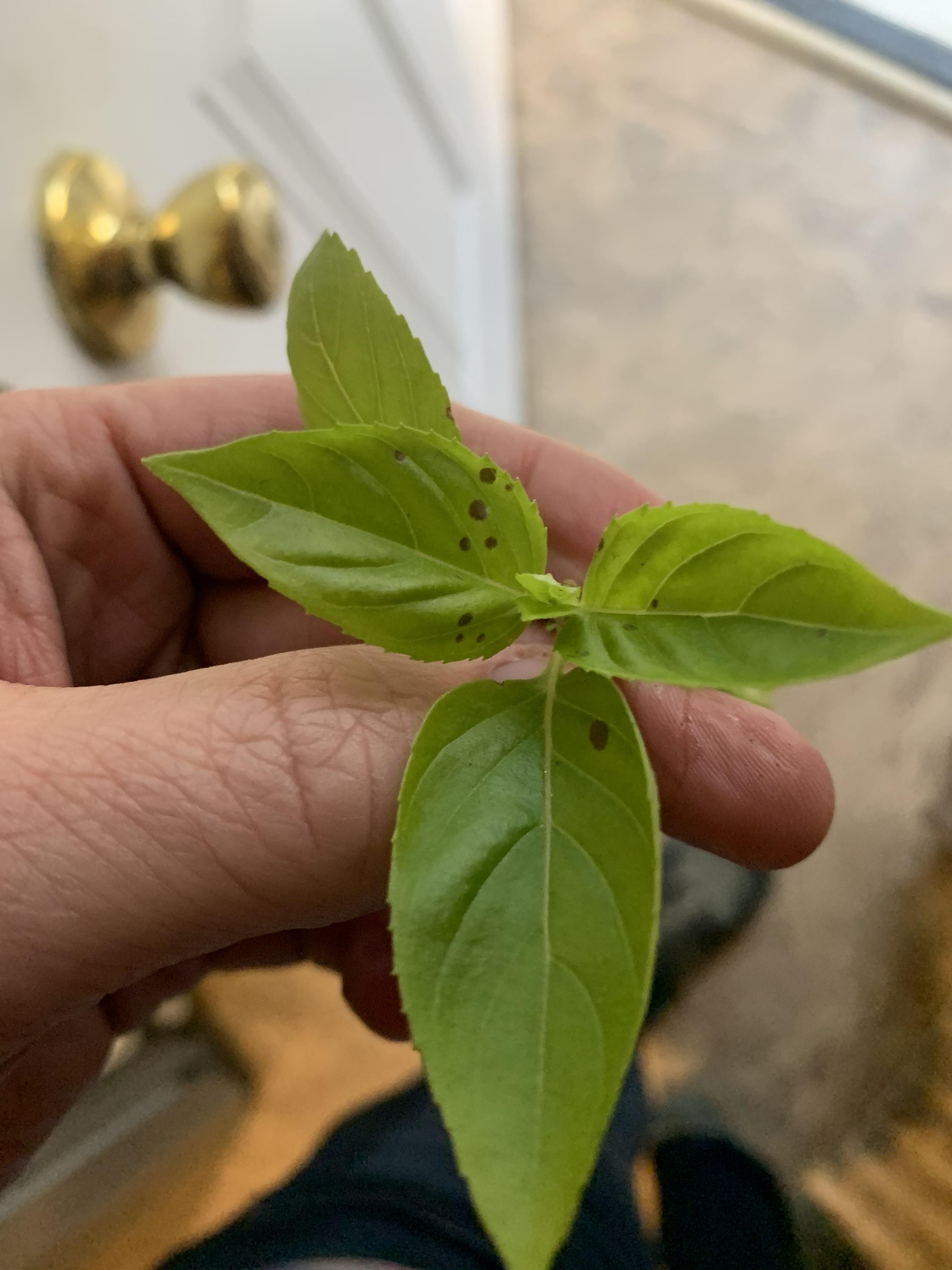 Basil Black Spots? / r/plantclinic