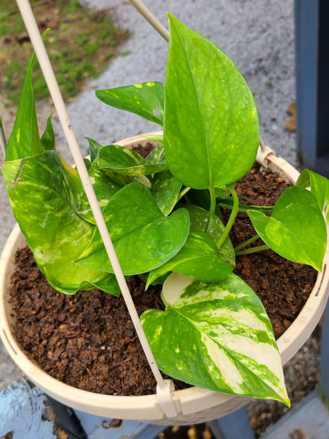5 Pothos from Lowes 🥺💚 r/pothos
