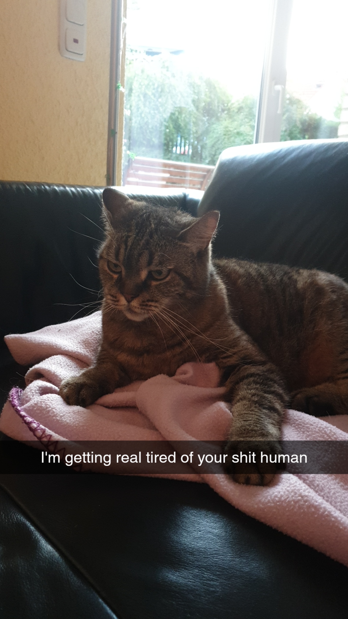 My cat loves me r/funny