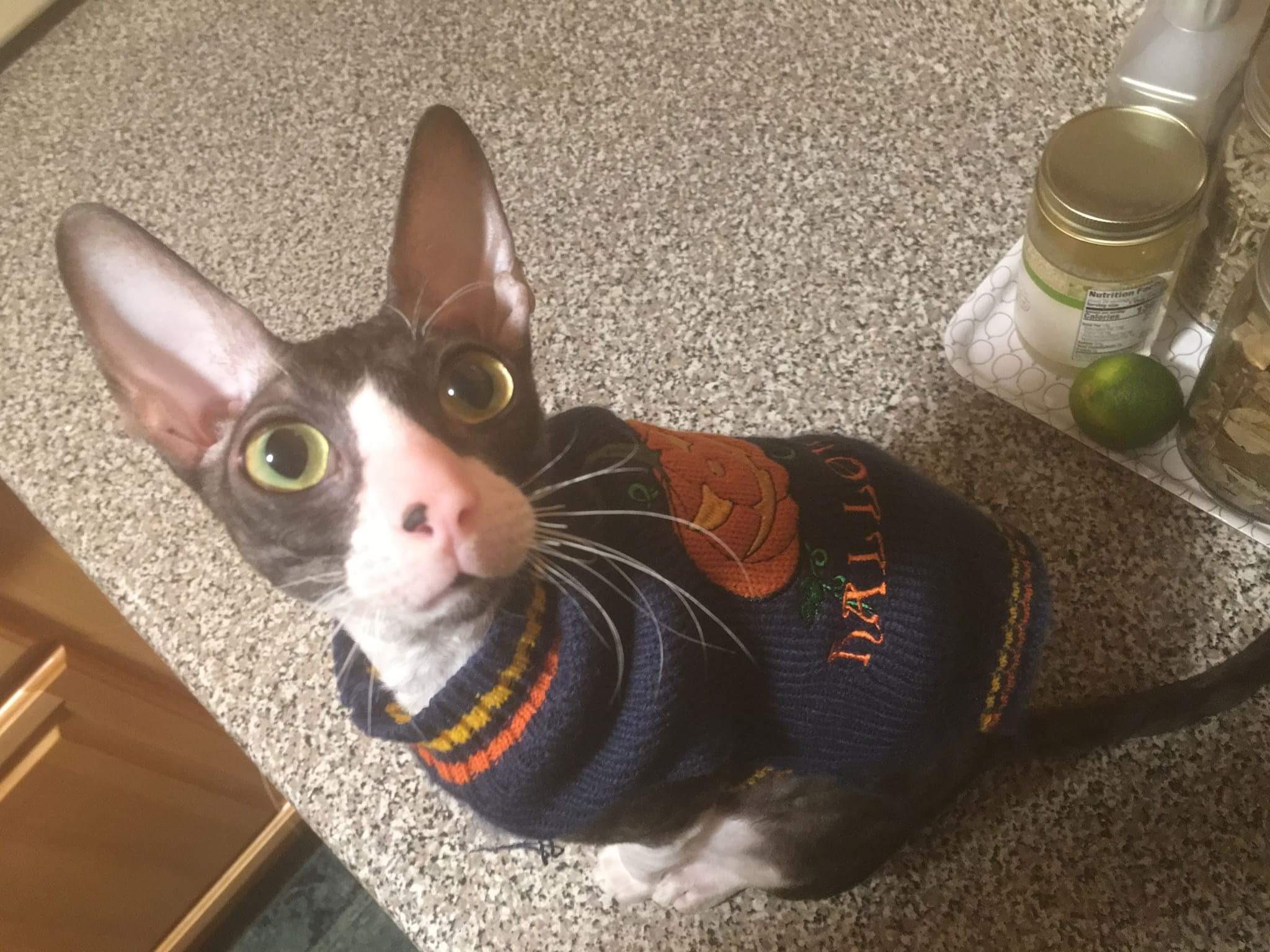 A cat that looks like Dobby the Elf r/pics