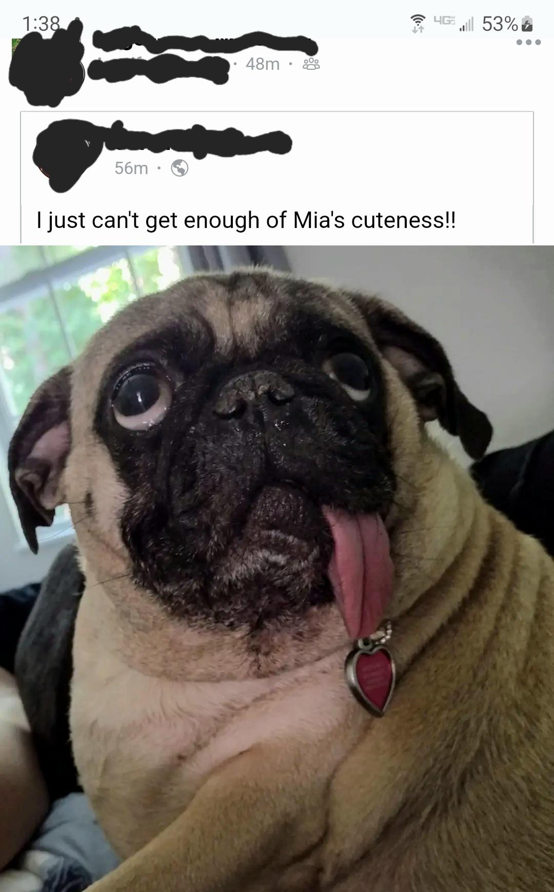 Pug owners be like... r/WhatsWrongWithYourDog