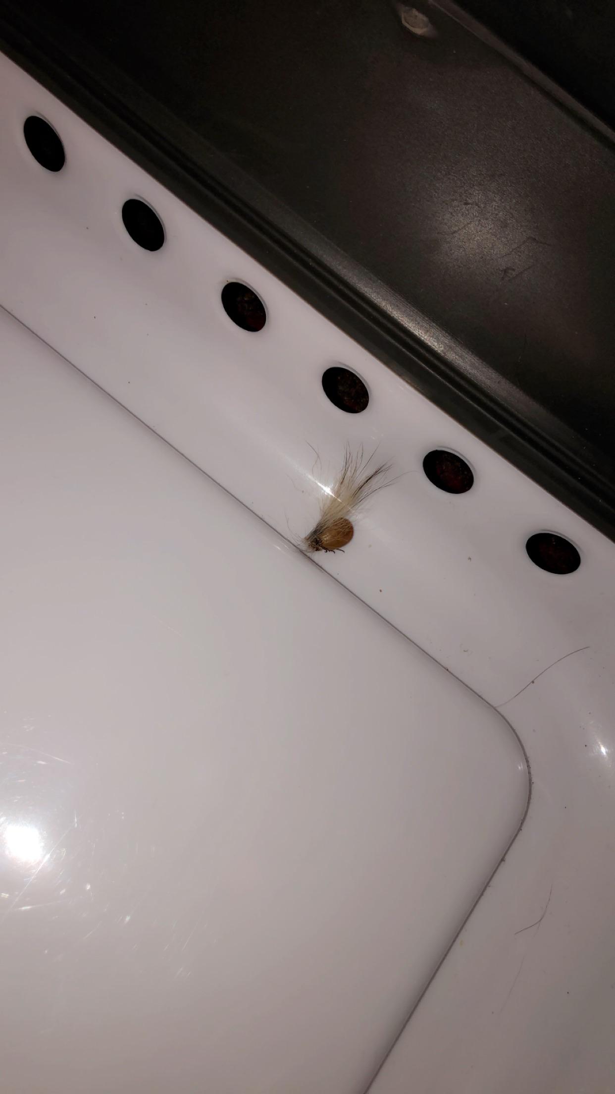 Just found this massive tick in the bottom of the laundry bin thing