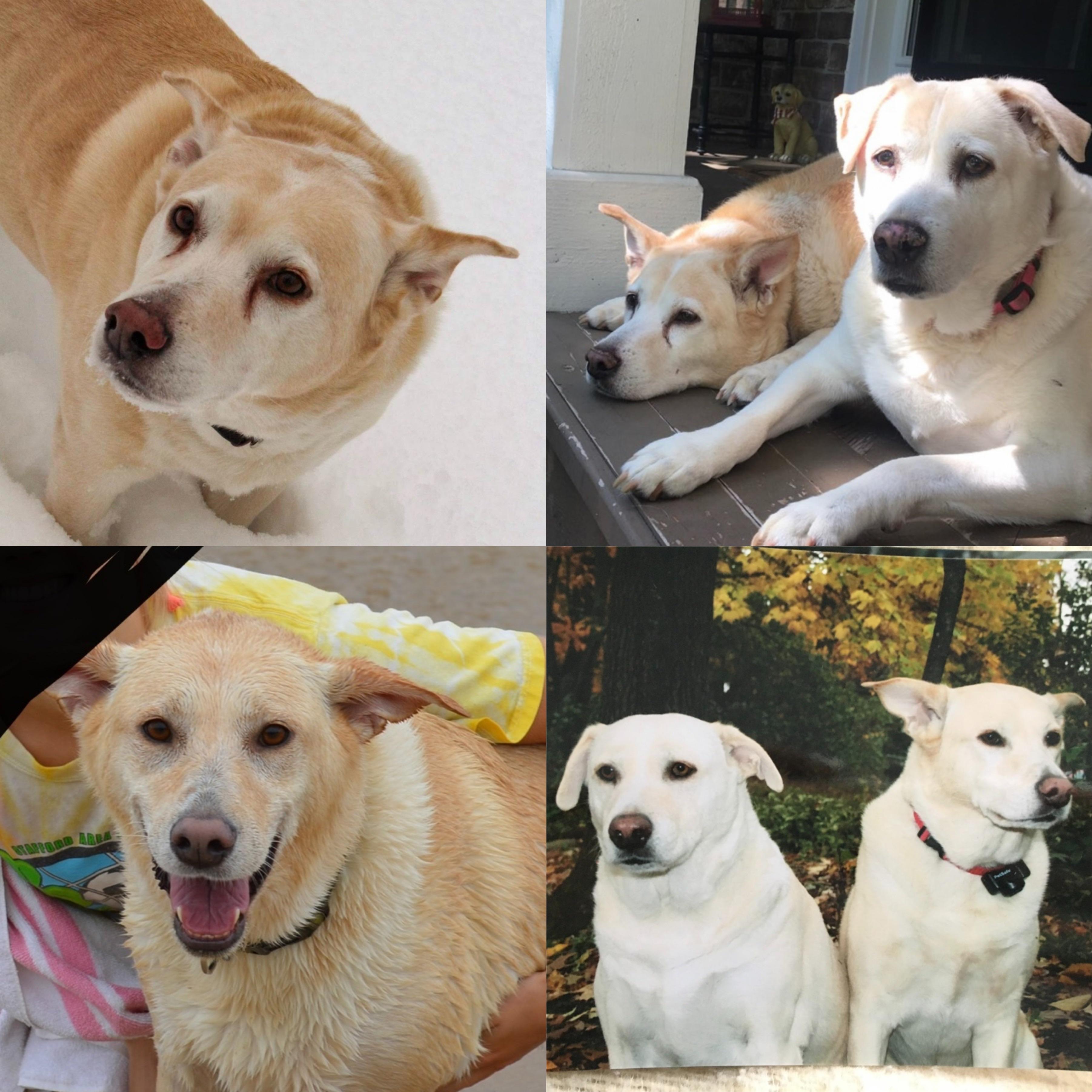 Hi! Can anyone help be identify my rescued dogs mixed breed? DogBreeds101