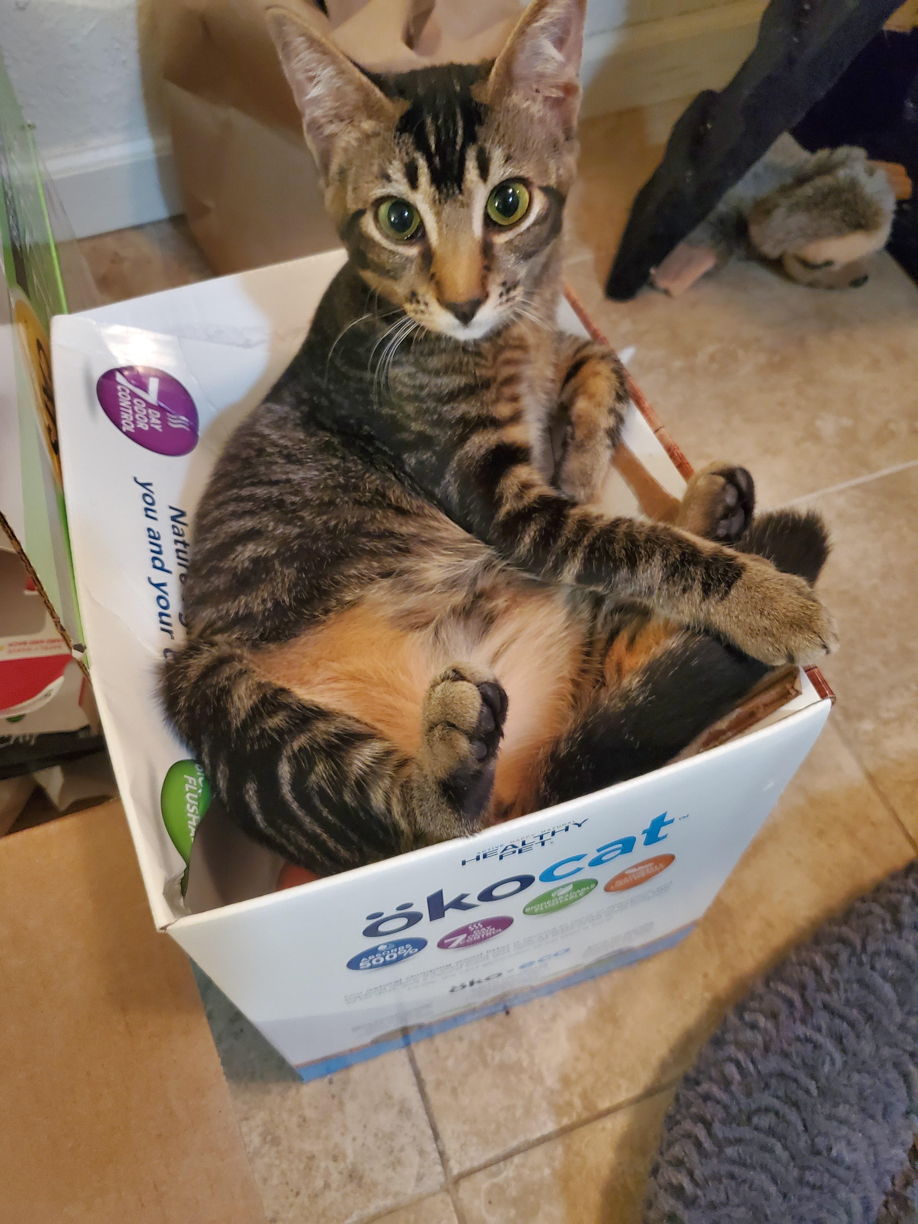 That's not how cat litter works Artemis r/catsareliquid