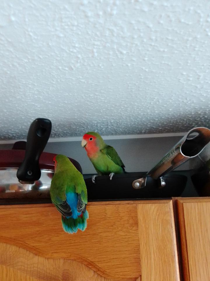 well I guess now I know who's been pooping in the frying pan r/parrots