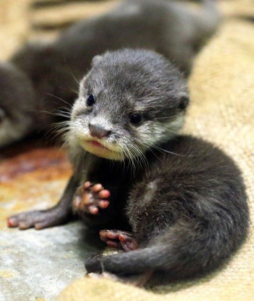 Baby otter toe beans! r/aww