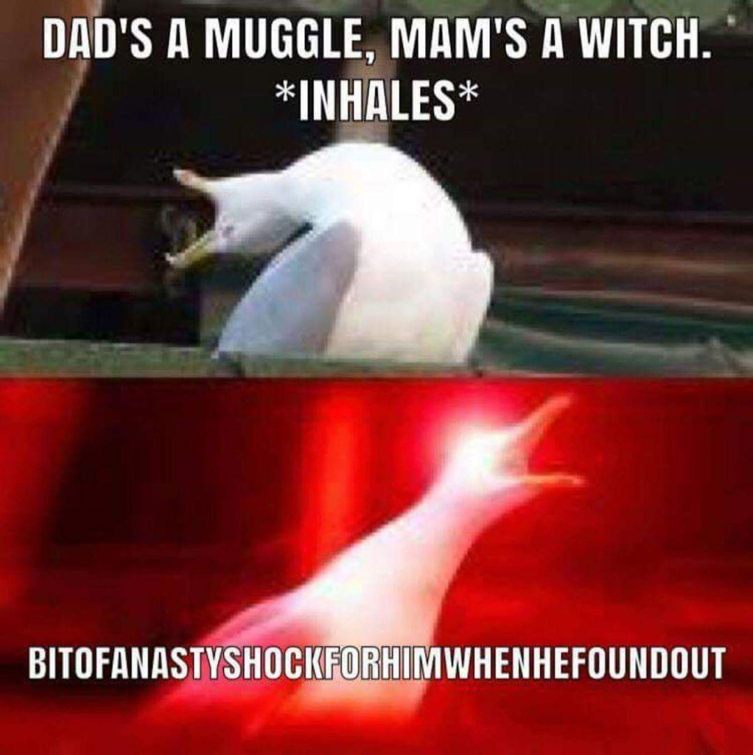 Spit it out Shamus! HarryPotterMemes