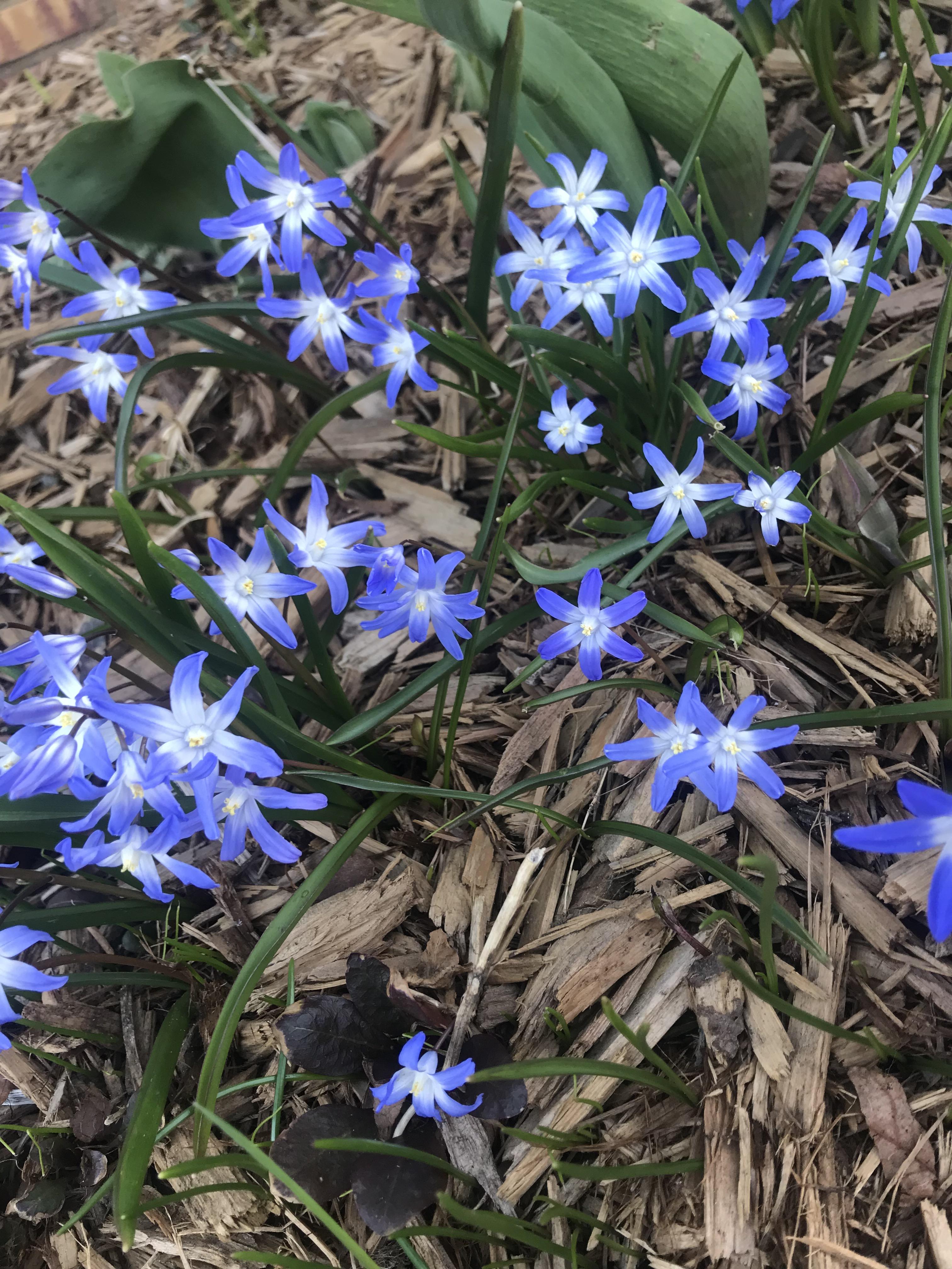 What is this flower? Started randomly growing in my garden this spring