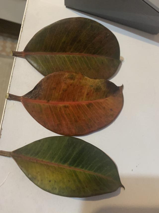 Rubber plant leaves changing colors and falling off HELP! r/plantclinic