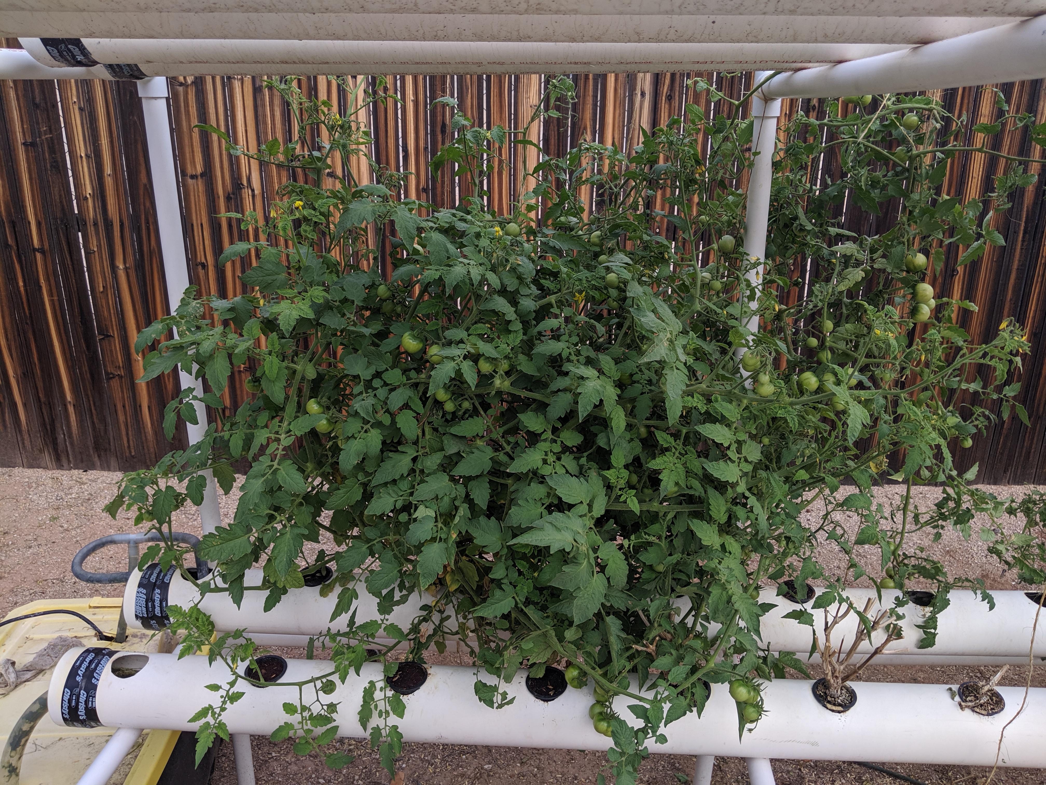 Last tomato plant of the season 2" netted pots r/Hydroponics