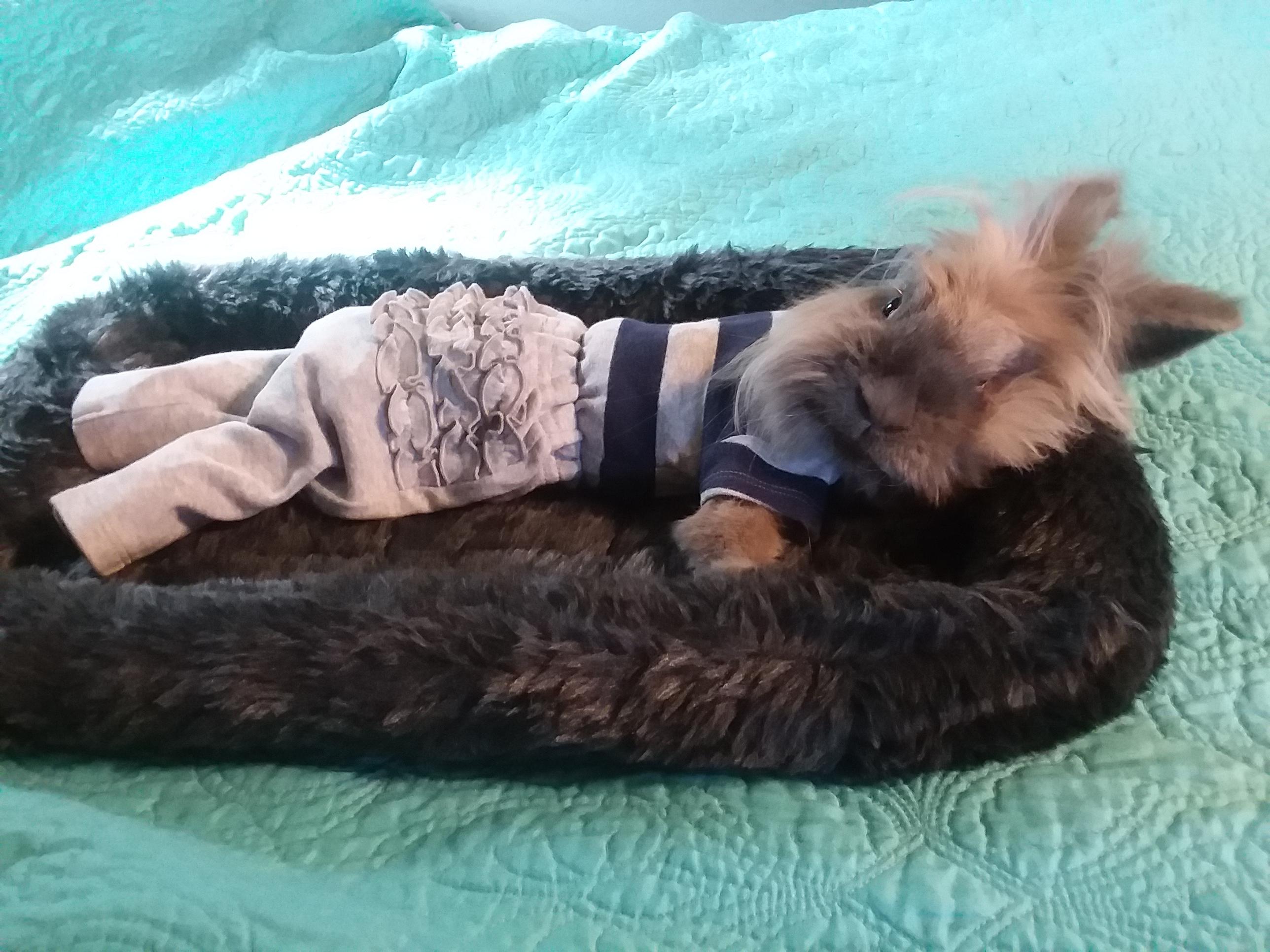 Silver's new pants, no more cold chills after a bum wash! r/Rabbits