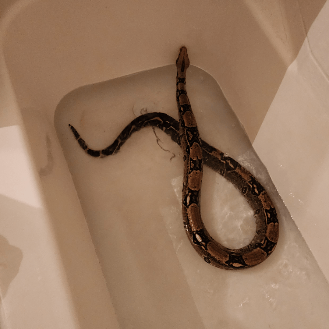 Boa stuck shed in nostril r/snakes