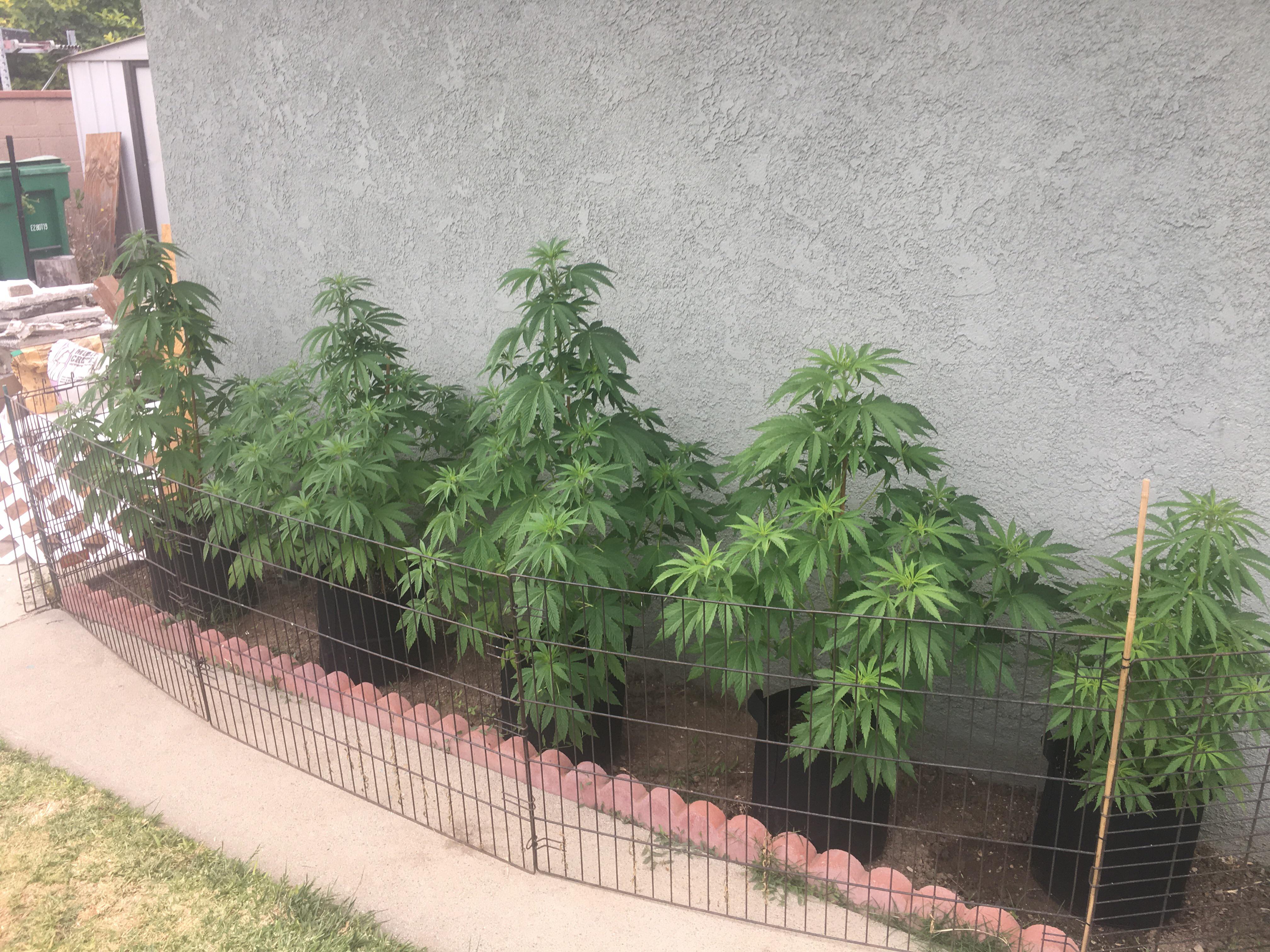 Anyone know why my other two are much lighter? Have stripped fan leaves