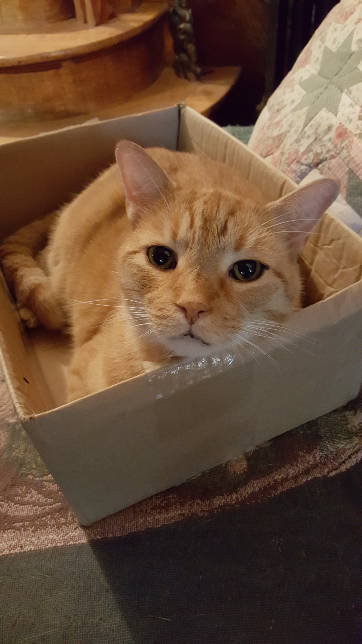 My friend's cat, Darwin, loves boxes. He also loves you. Sweetest kitty